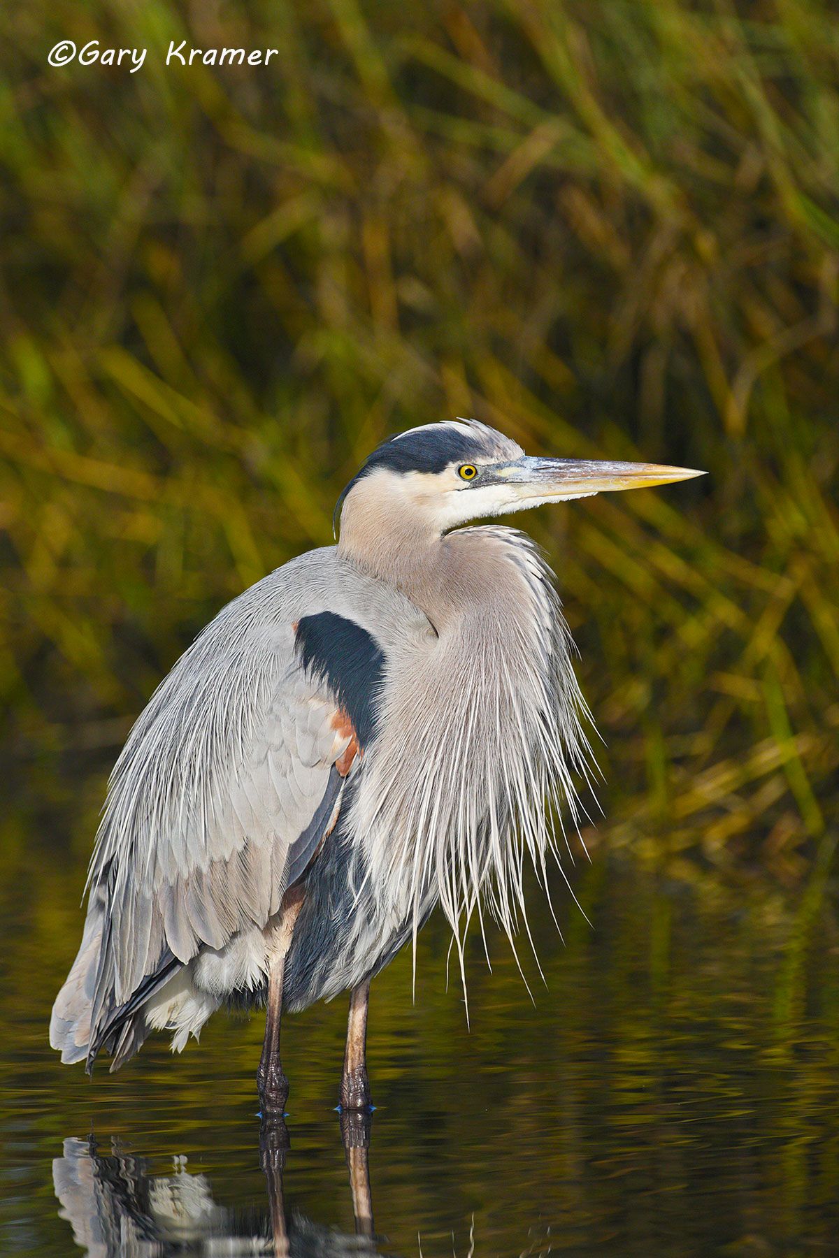 Great Blue Heron (Ardea herodias) Great Blue Heron (Ardea herodias) - NBHH#244d