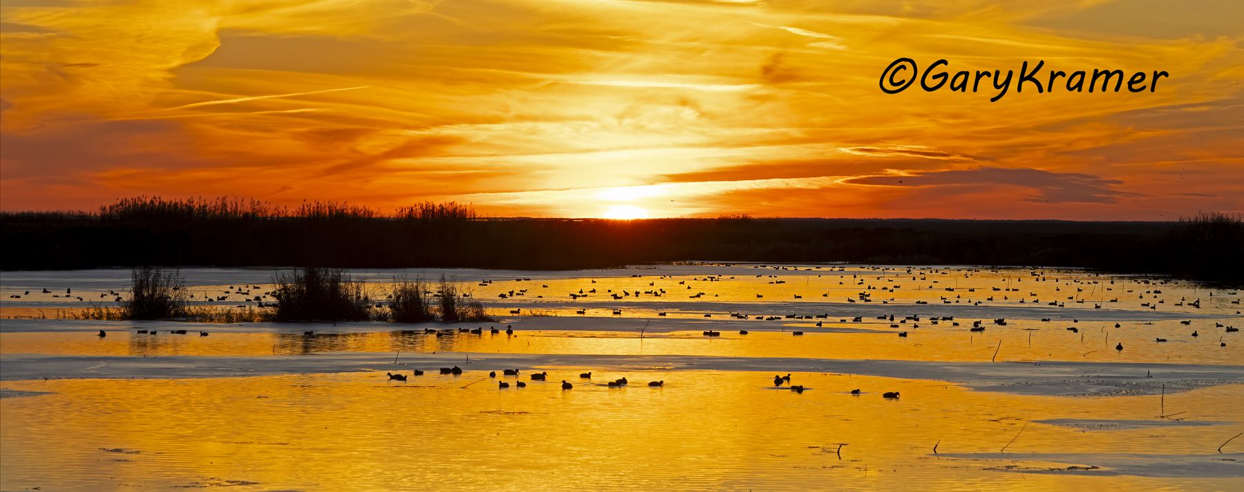 Puddle Ducks, sunrise/sunset - NBWXds#001d(P)