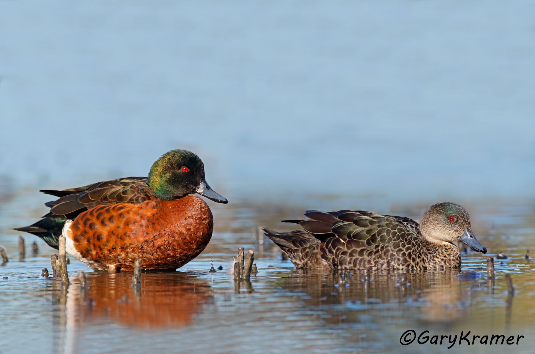 Chestnut Teal (Anas castanea)  Chestnut Teal (Anas castanea) - OBWCt#079d(2)