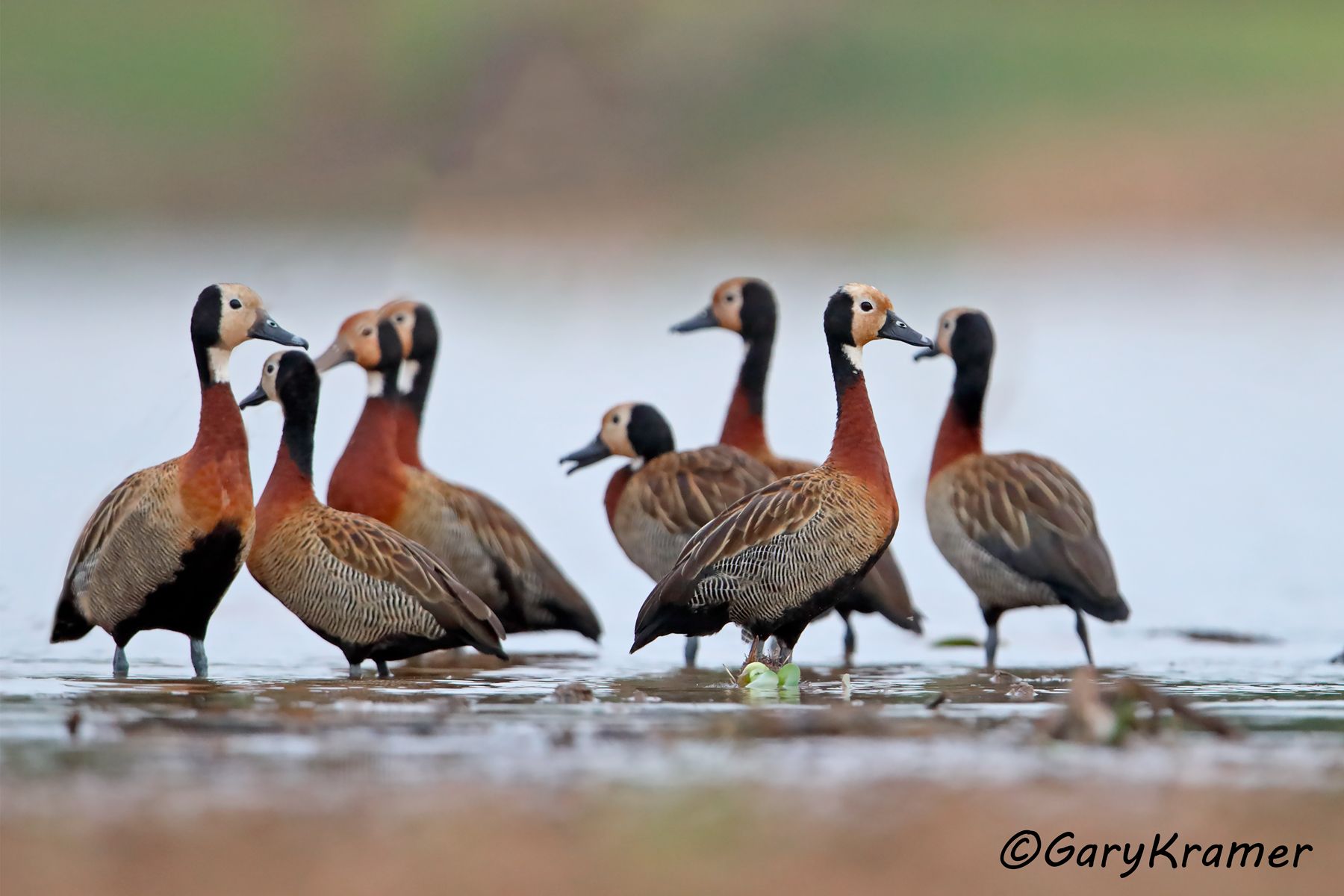 White-faced Whistling Duck (Dendrocygna viduata) - SBWW#346d(2)