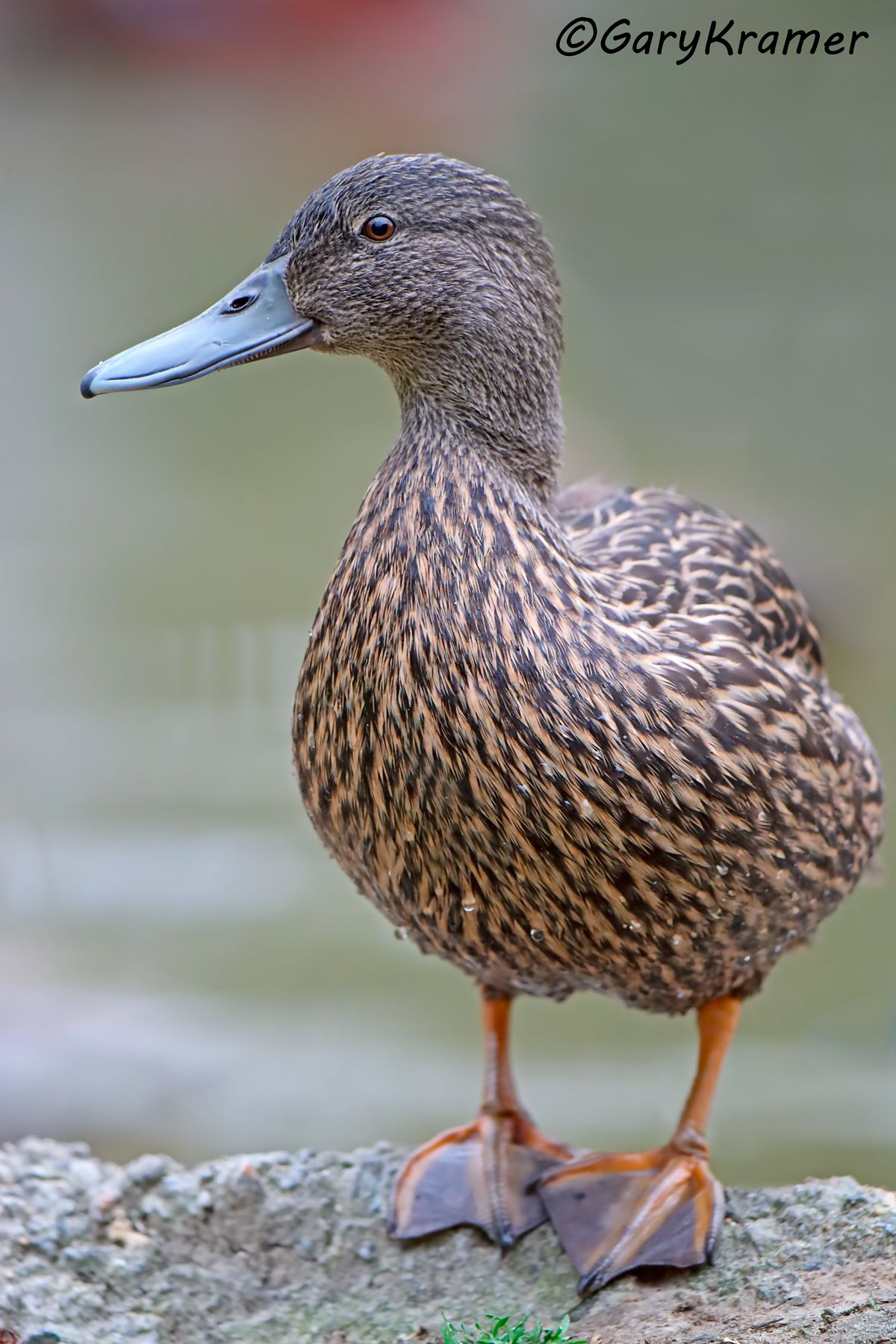Meller's Duck (Anas melleri)  Meller's Duck (Anas melleri) - EBWDm#026d (Madagascar)