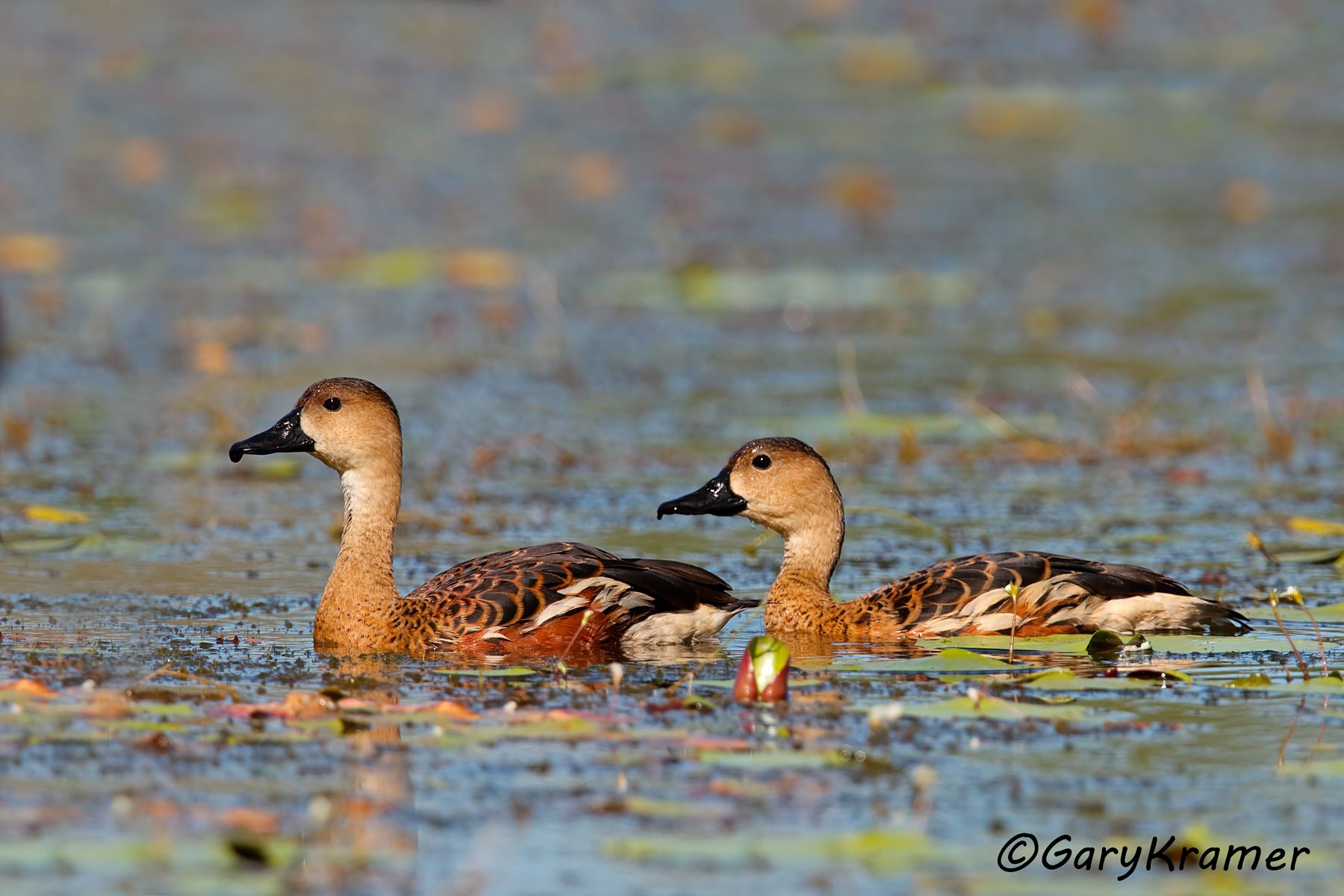 Wandering Whistling Duck (Dendrocygna arcuata)  Wandering Whistling Duck (Dendrocygna arcuata) - OBWW#030d
