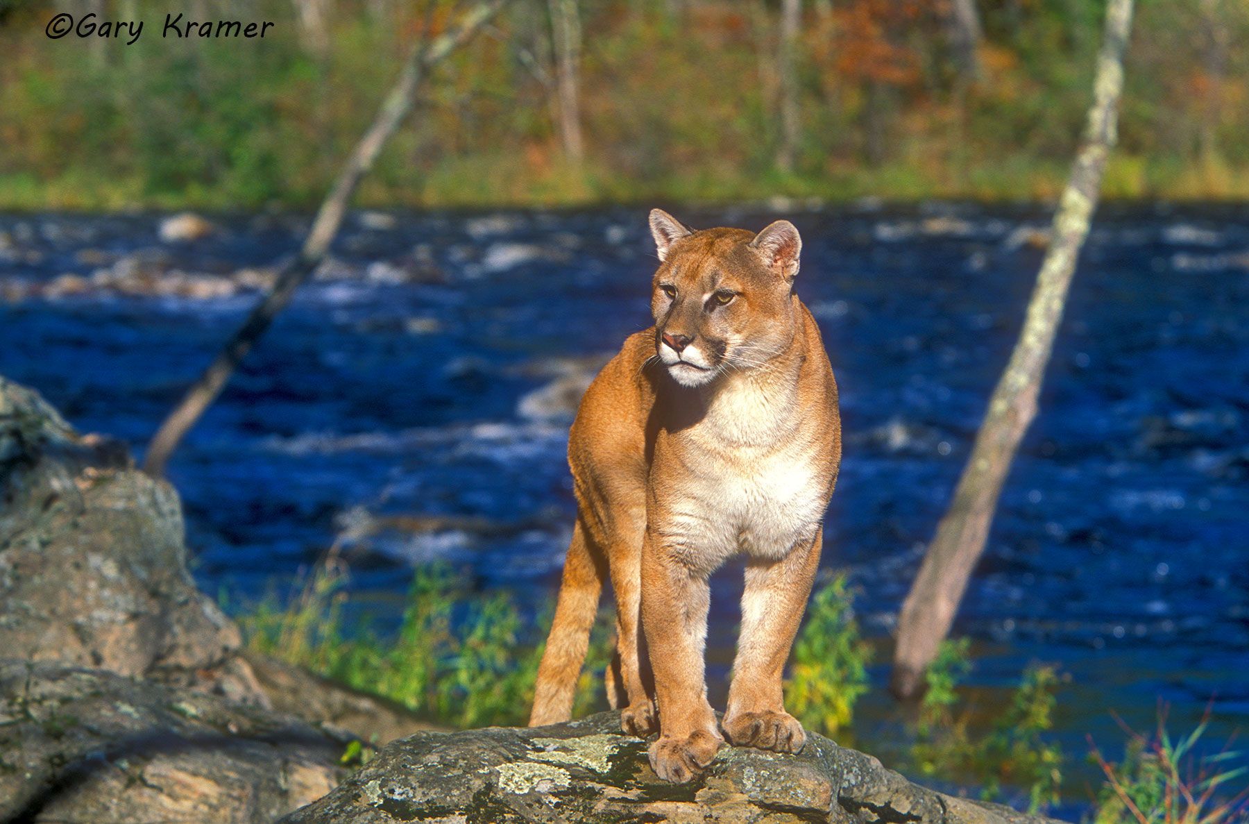Mountain Lion (Cougar) (Felis concolor) by GaryKramer.net, 530-934-3873, gkramer@cwo.com Mountain Lion (Cougar) (Felis concolor) - NMCM#222