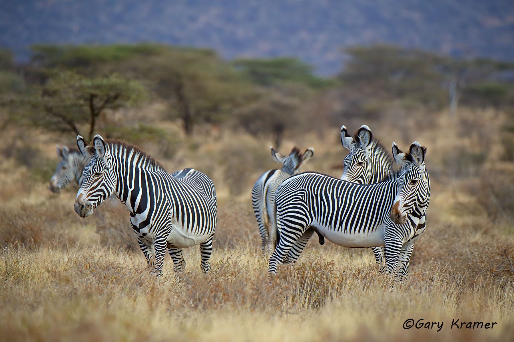 Grevy's Zebra ( Equus grevyi) Grevy's Zebra ( Equus grevyi) - AMZg#076d