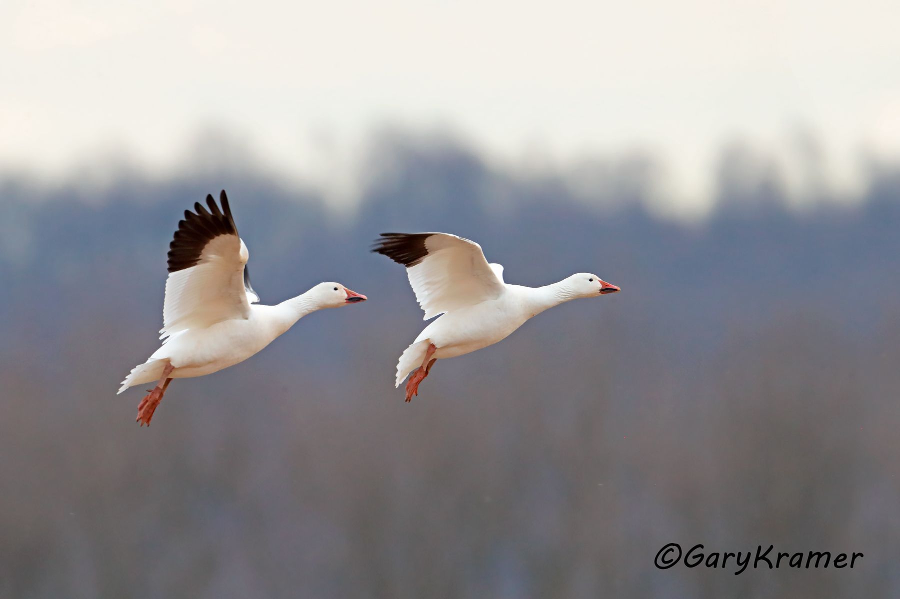 Greater Snow Goose (Anser caerulescens atlantica) - NBWSa#214d