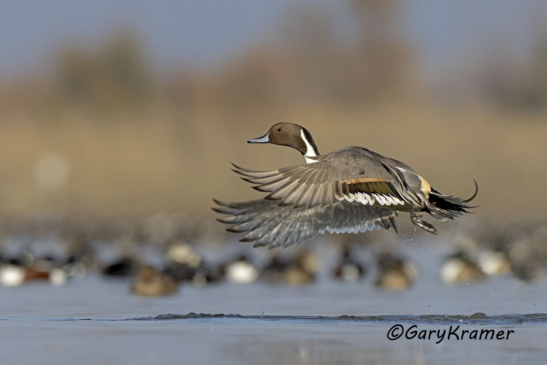 Northern Pintail (Anas acuta) - NBWP(c)#319d