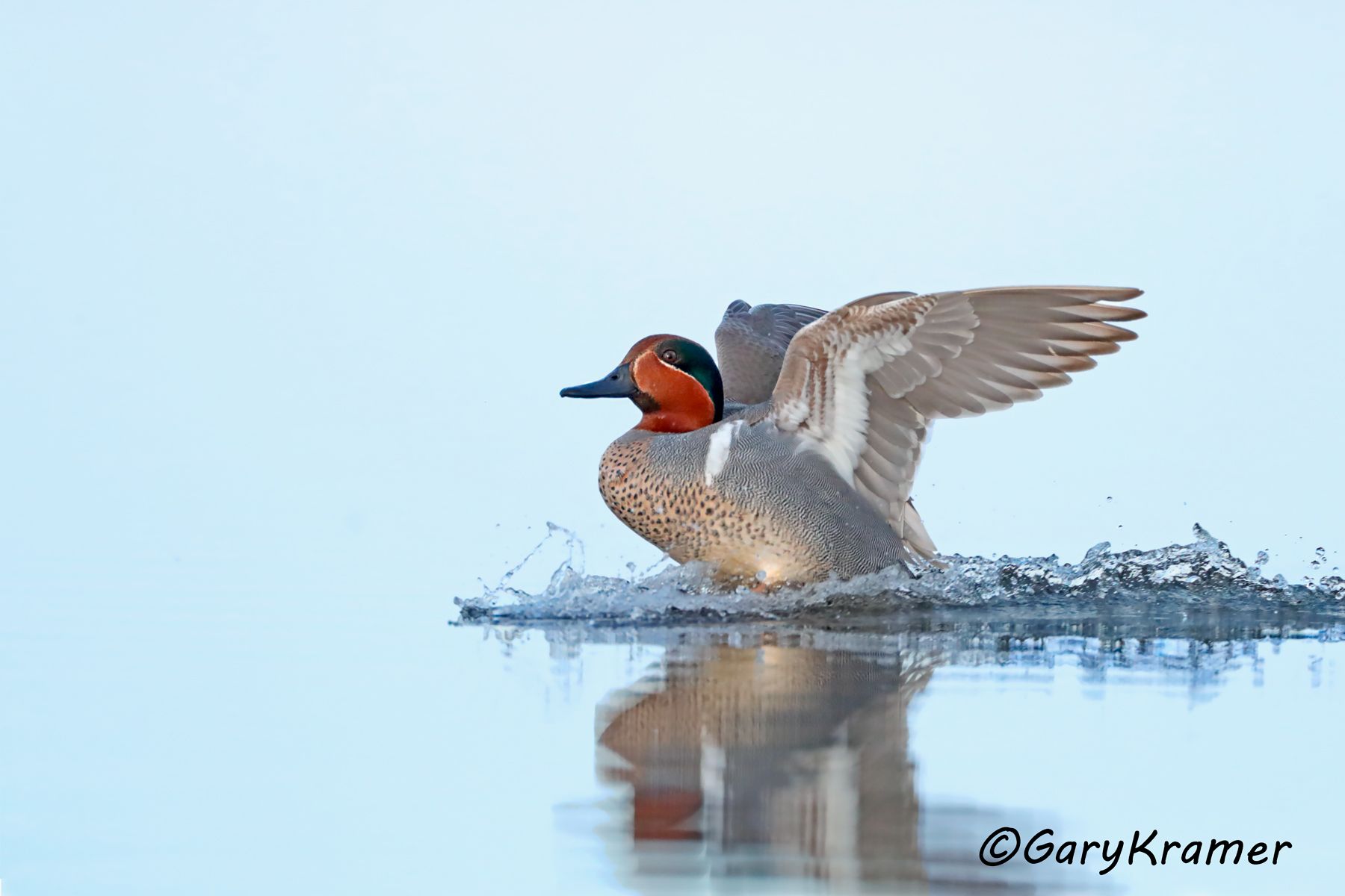 Green-winged Teal (Anas carolinensis)  Green-winged Teal (Anas carolinensis) - NBWTg#1906d