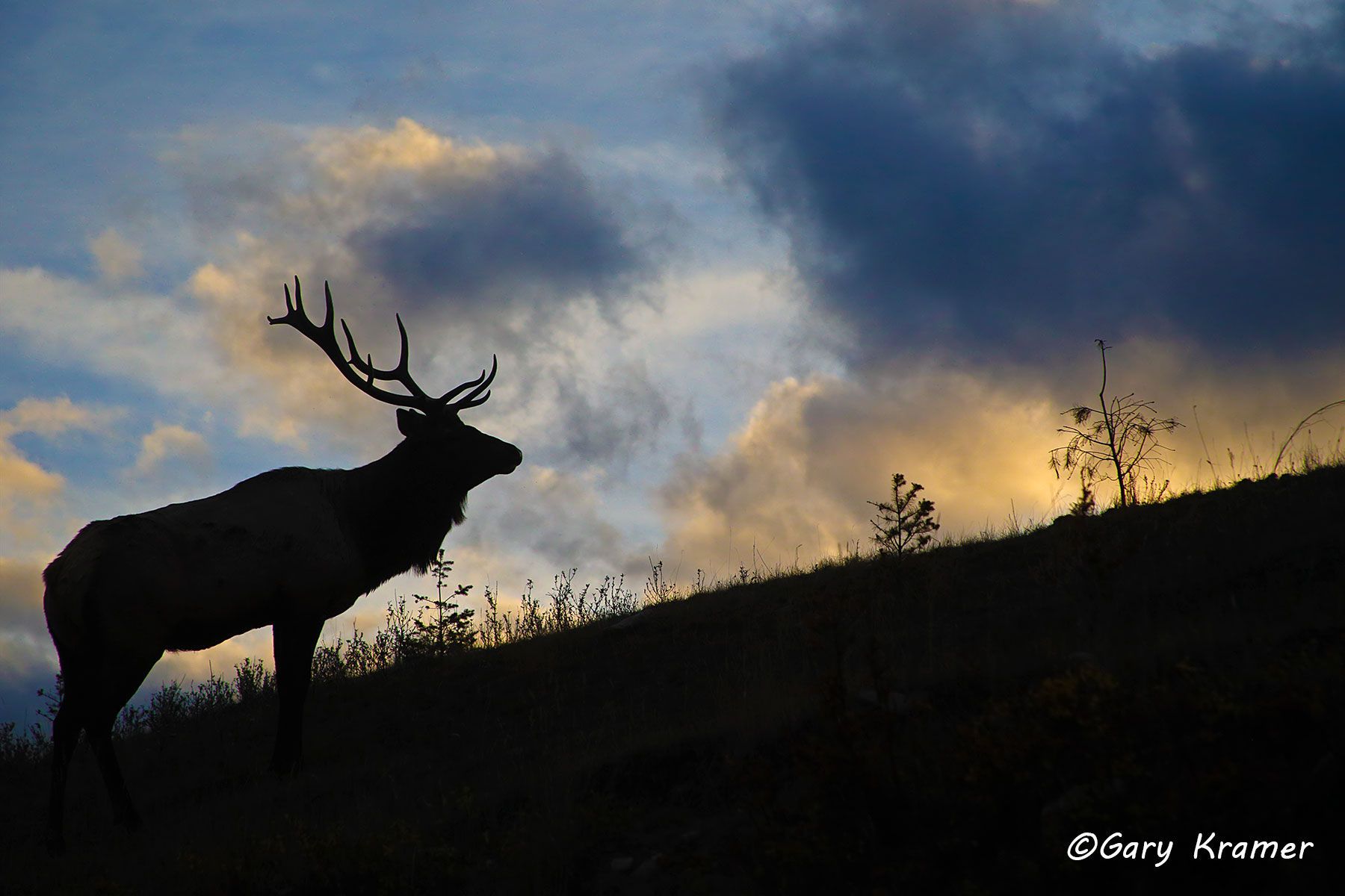 Rocky Mountain Elk (Cervus elaphus nelsoni) - NMERm#2756d