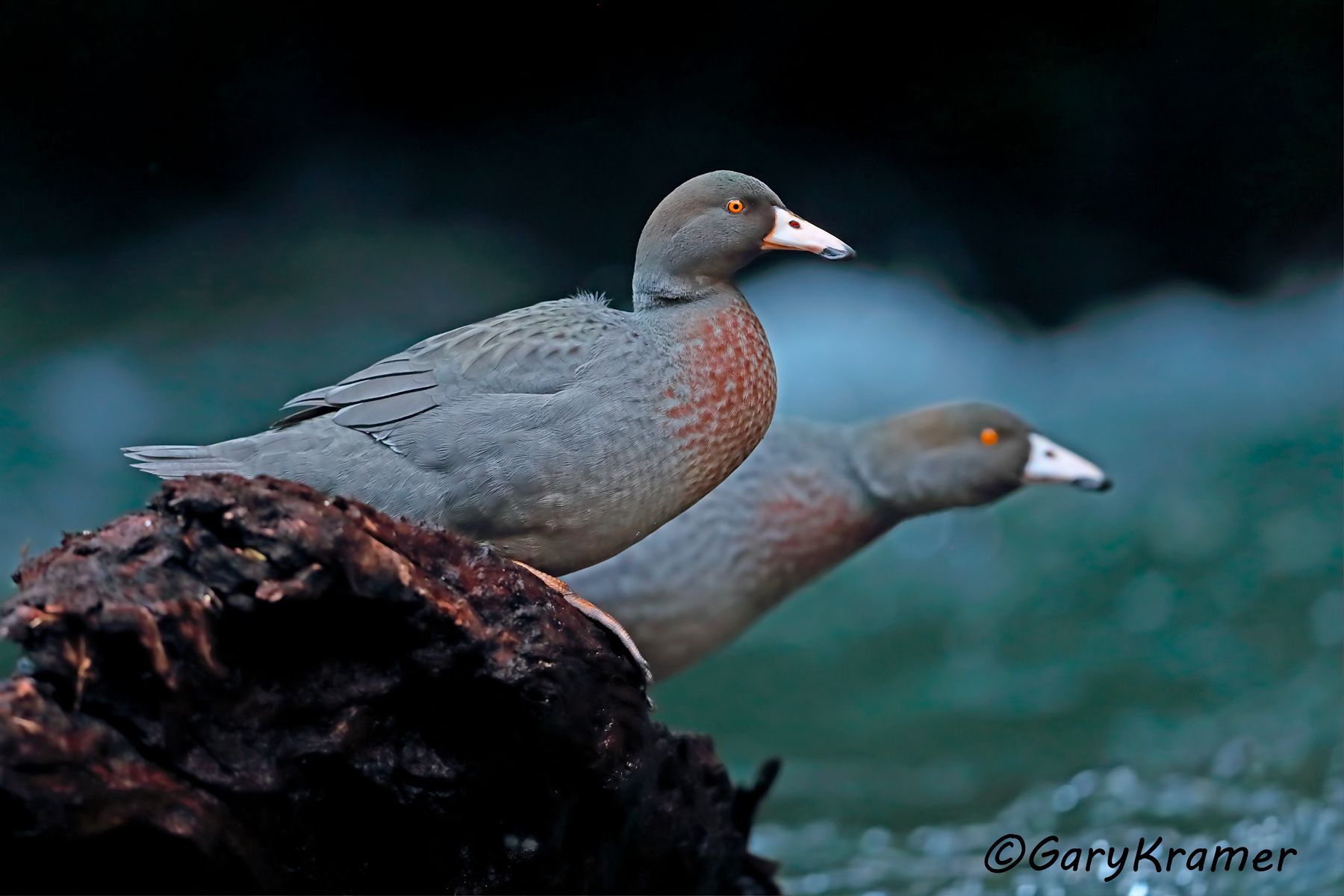 OPEN PORTFOLIO Blue Duck (Hymenolaimus malacorhynchos) - OBWBd#045d