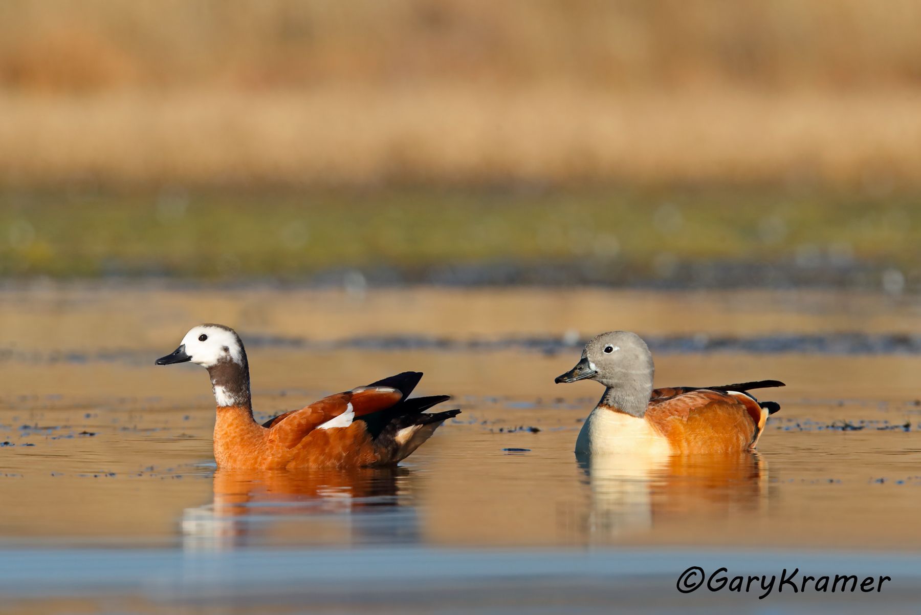 South African Shelduck (Tadorna cana)  South African  Shelduck (Tadorna cana) - ABWSc#120d(2) (South Africa)