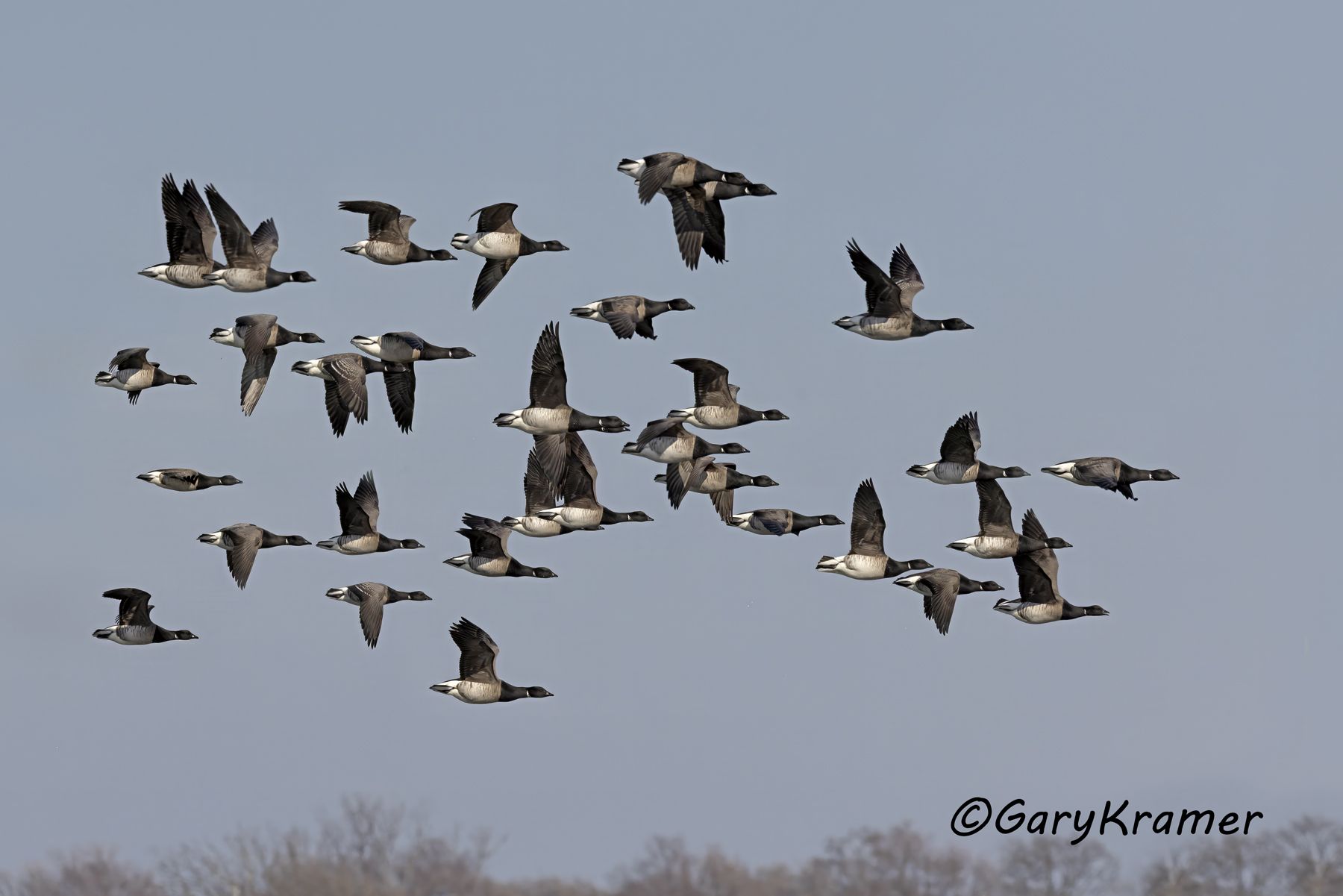 Light-bellied Brant (Atlantic) (Branta bernicla hrota) - NBWBa#585d(2)