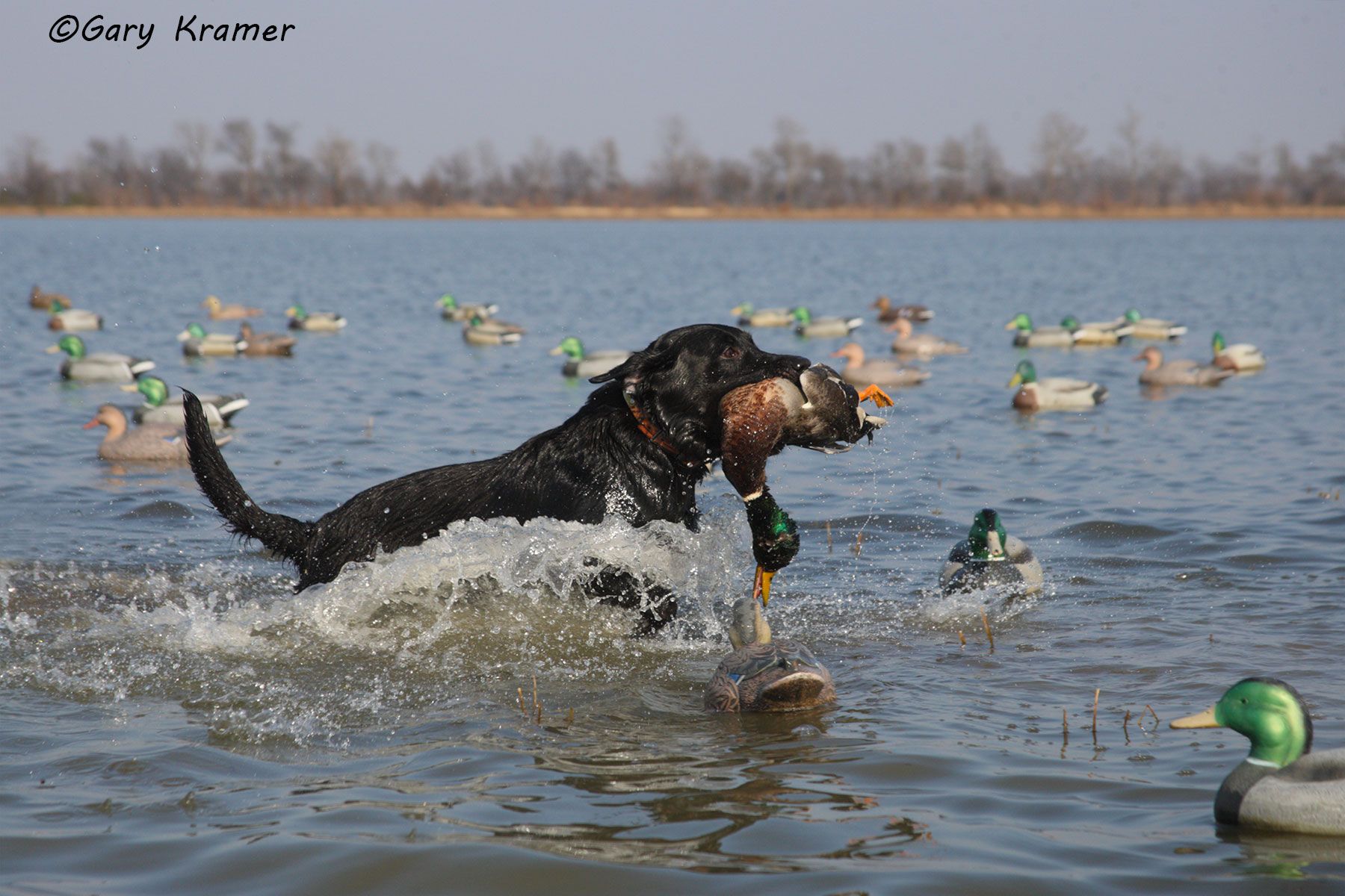 Black Labrador retrieving Mallard - HDLbmr#074d