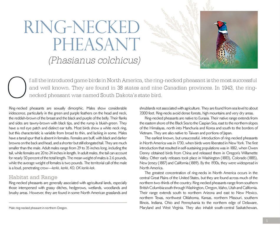 1r2_ring_necked_pheasant__page_1bx.jpg