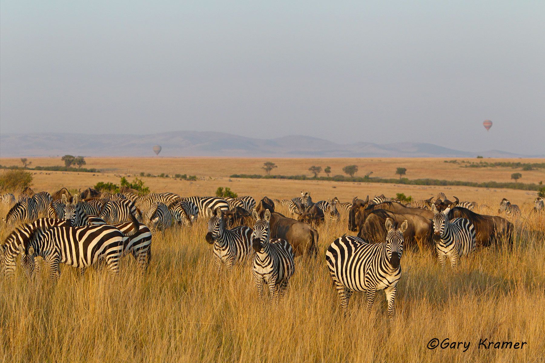 Antelope - Gazelle - Zebra - Gary Kramer Photographer / Writer