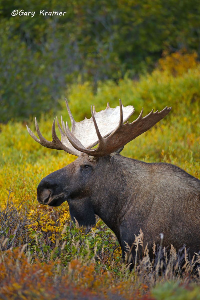 Moose (Alces alces) by GaryKramer.net, 530-934-3873 , gkramer@cwo.com Moose (Alces alces) - NMM#814d