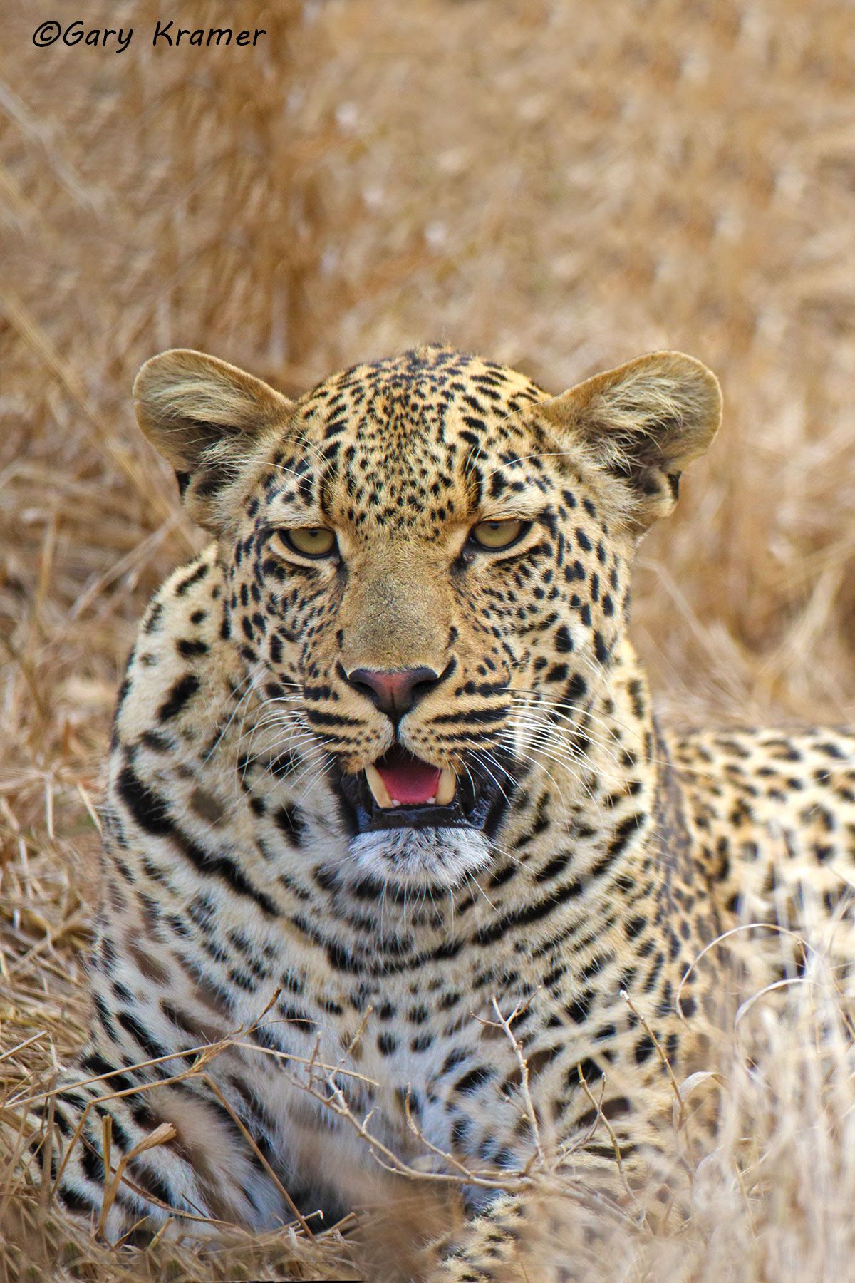Leopard (Panthera pardus) Leopard (Panthera pardus) - AMPL#778d(2).jpg