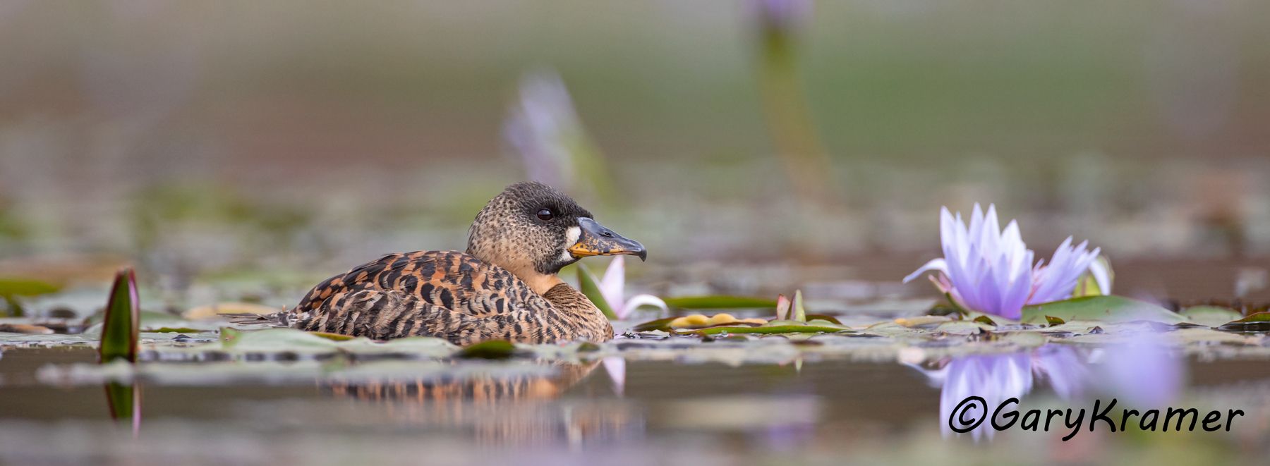 White-backed Duck (Thalossornis leuconotus)  White-backed Duck (Thalossornis leuconotus) - ABWW#324d(P) (Kenya)