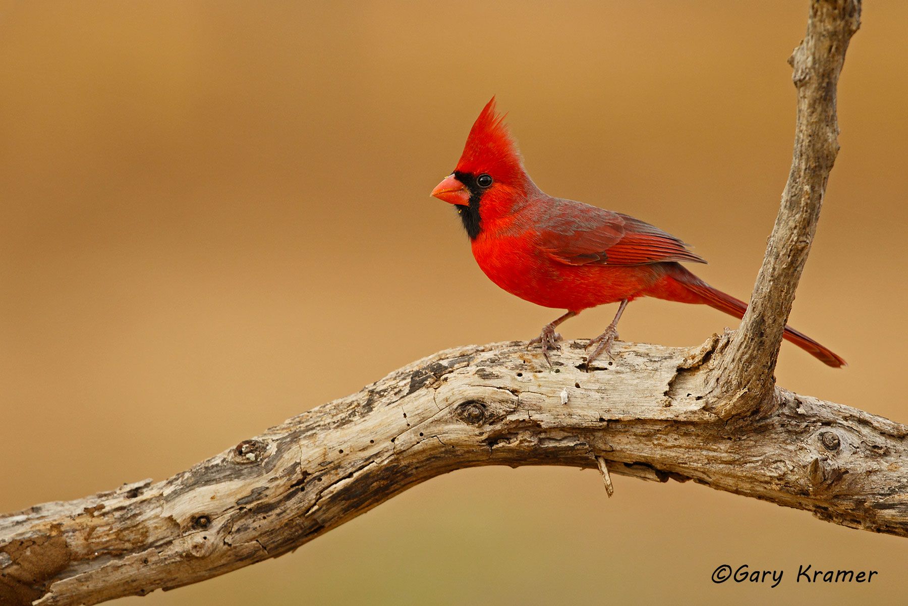 Northern Cardinal (Cardinalis cardinalis) - NBTC#060d