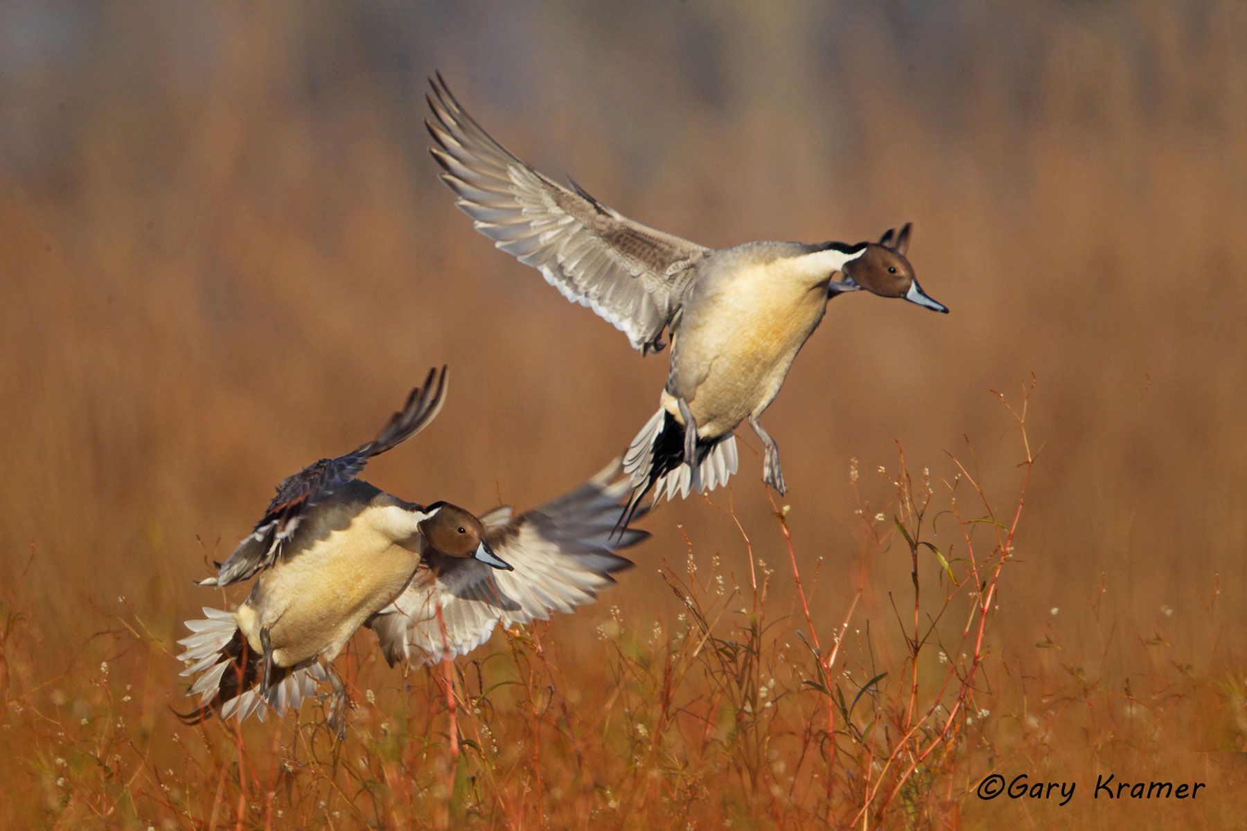 Northern Pintail (Anas acuta)  - NBWP#4136d