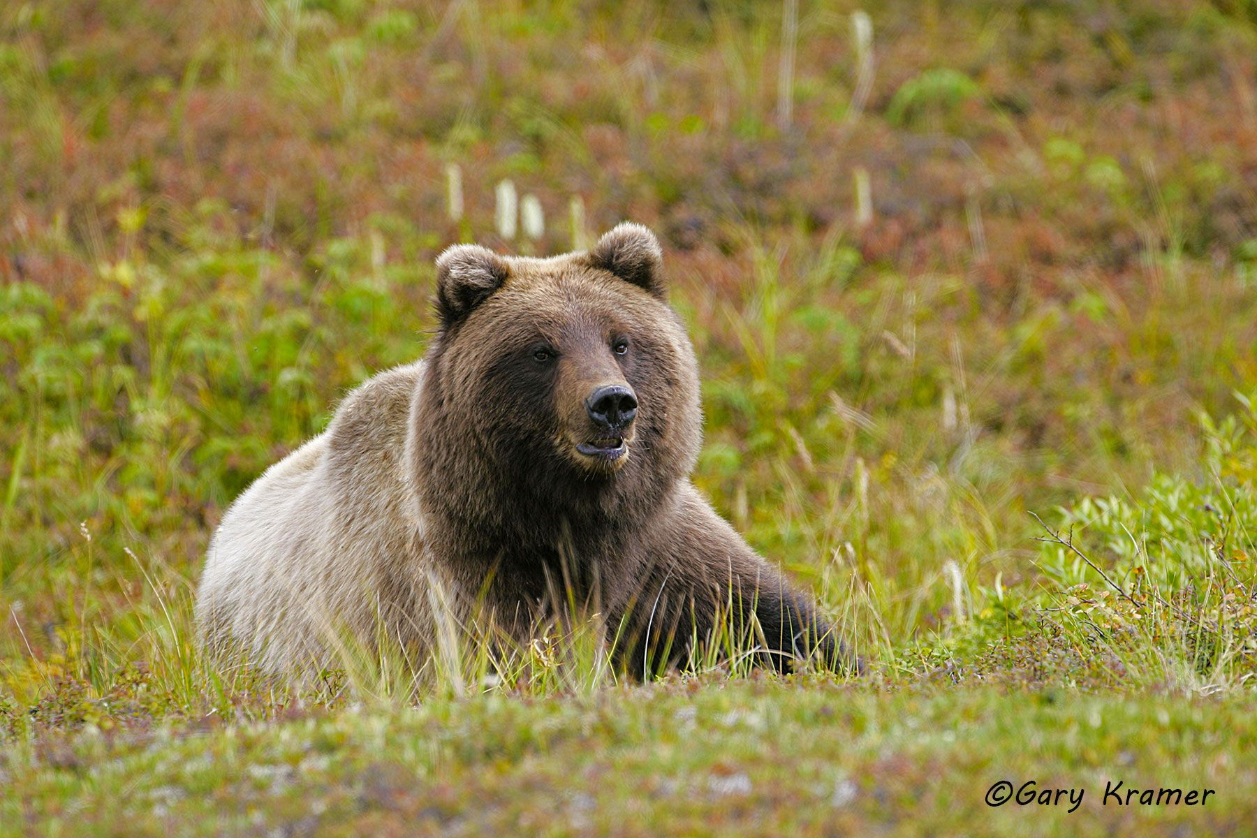 Grizzly Bear (Ursus horribilis) Montana, USA by GaryKramer.net, 530-934-3873, gkramer@cwo.com Grizzly Bear (Ursus horribilis) - NMBG#057d