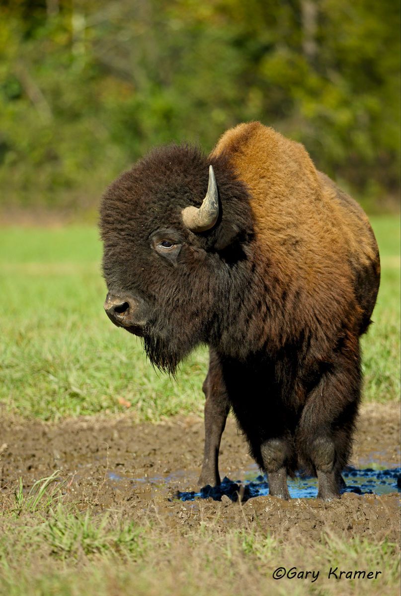 Plains Bison (Bison bison bison) - NMB#272d