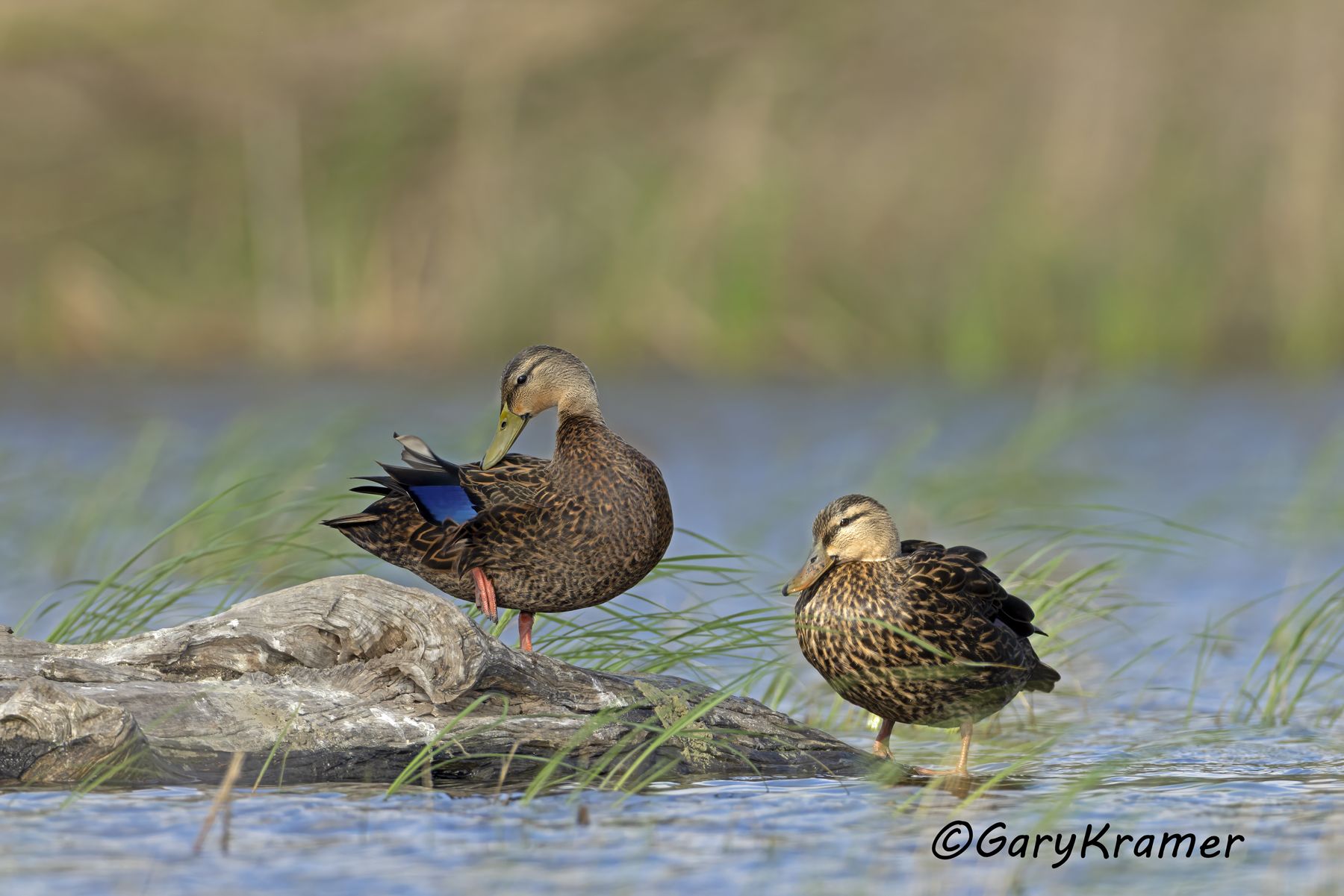 Mottled Duck (Anas fulvigula) Mottled Duck (Anas fulvigula) - NBWMo#453d(2)
