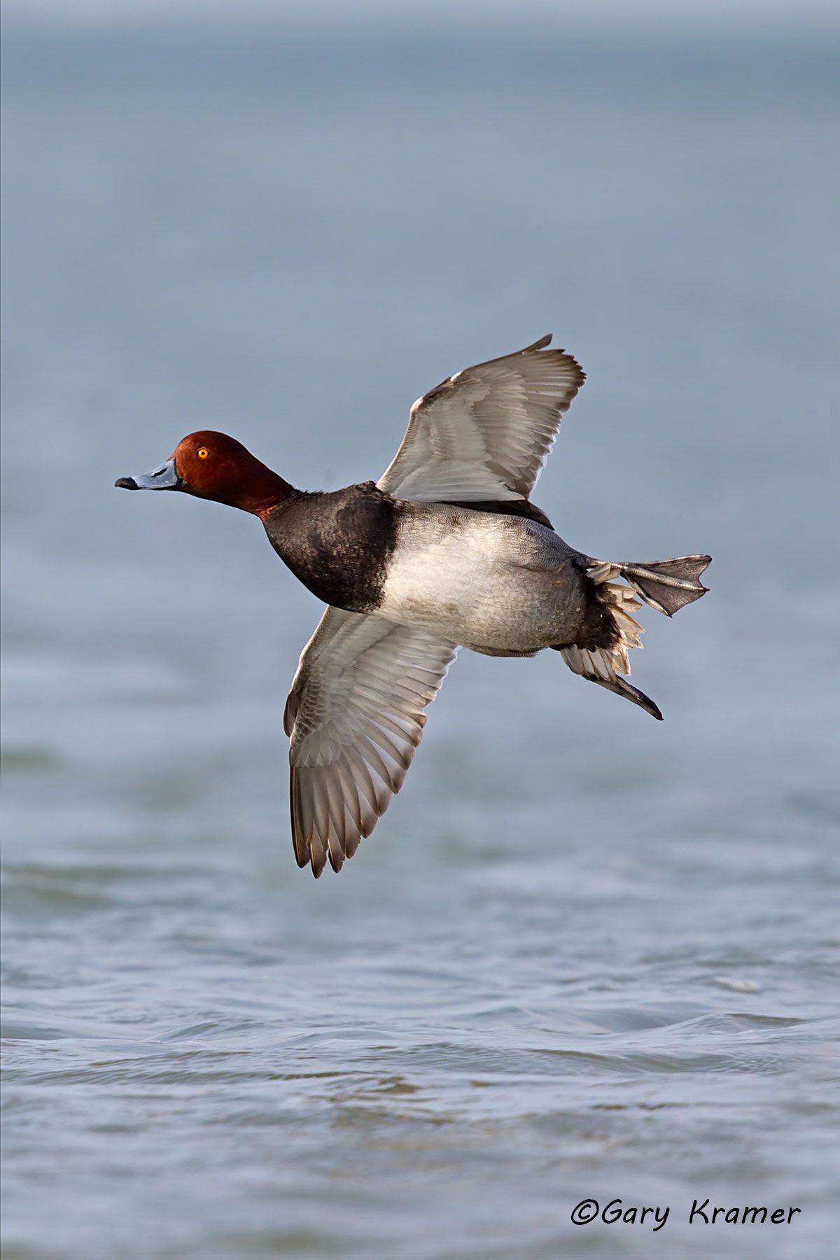 Redhead (Aythya americana) Redhead (Aythya americana) - NBWR#852d(2)