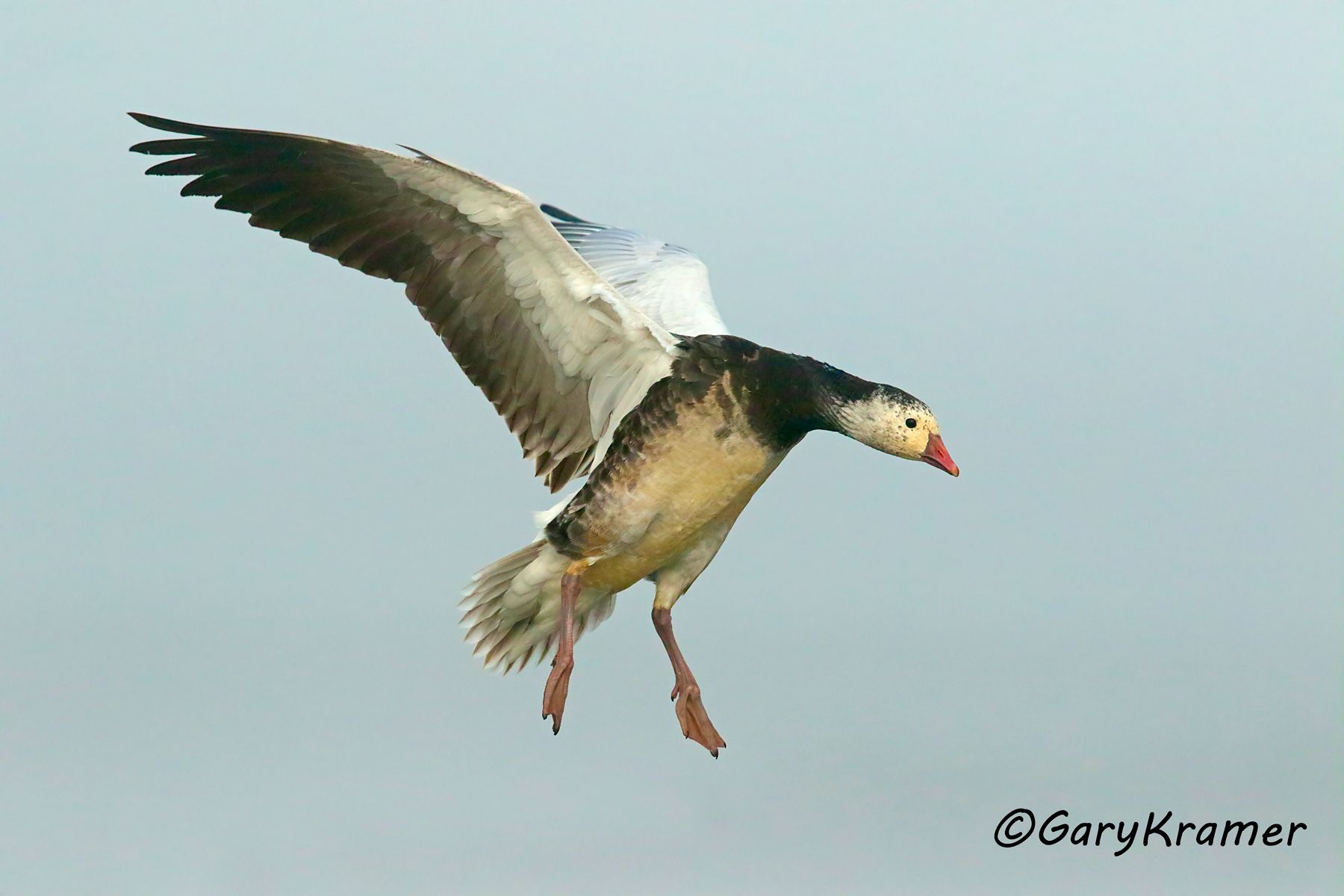 Ross's Goose (Anser rossii) - NBWRg#823d