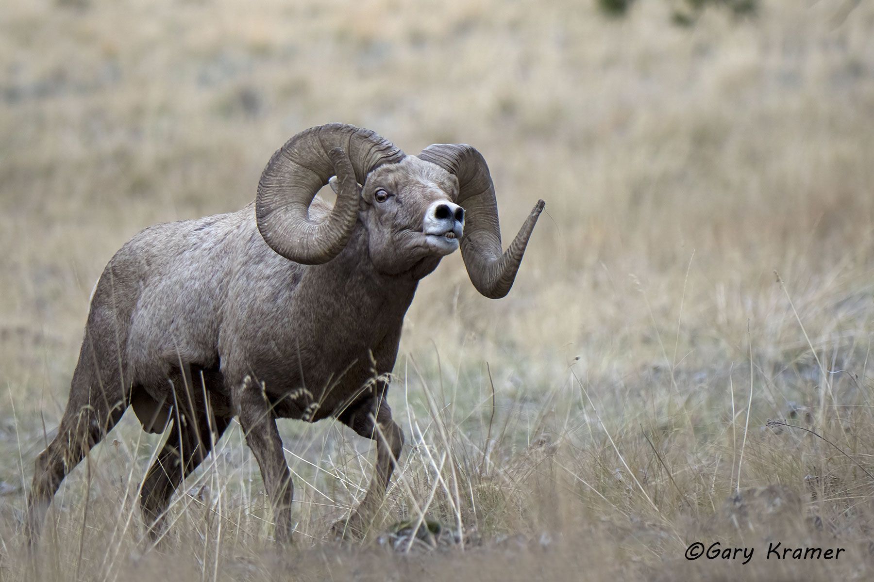 Rocky Mountain Bighorn (Ovis canadensis canadensis) by GaryKramer.net, 530-934-3873, gkramer@cwo.com Rocky Mountain Bighorn (Ovis canadensis canadensis) - NMSBr#802d