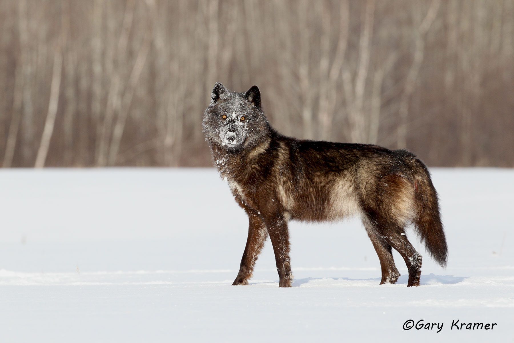 Gray Wolf (Canis lupus) - NMWg#1832d