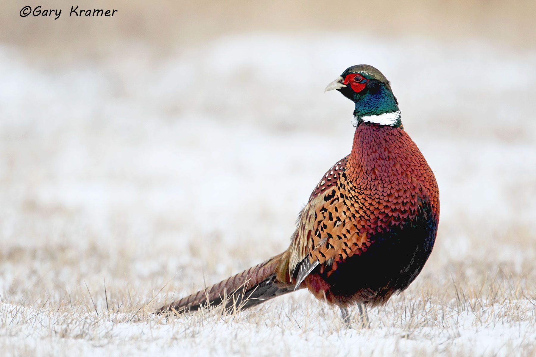 Ring-necked Pheasant (Phasianus colchicus) by GaryKramer.net, 530-934-3873, gkramer@cwo.com Ring-necked Pheasant (Phasianus colchicus) - NBGP#1441d