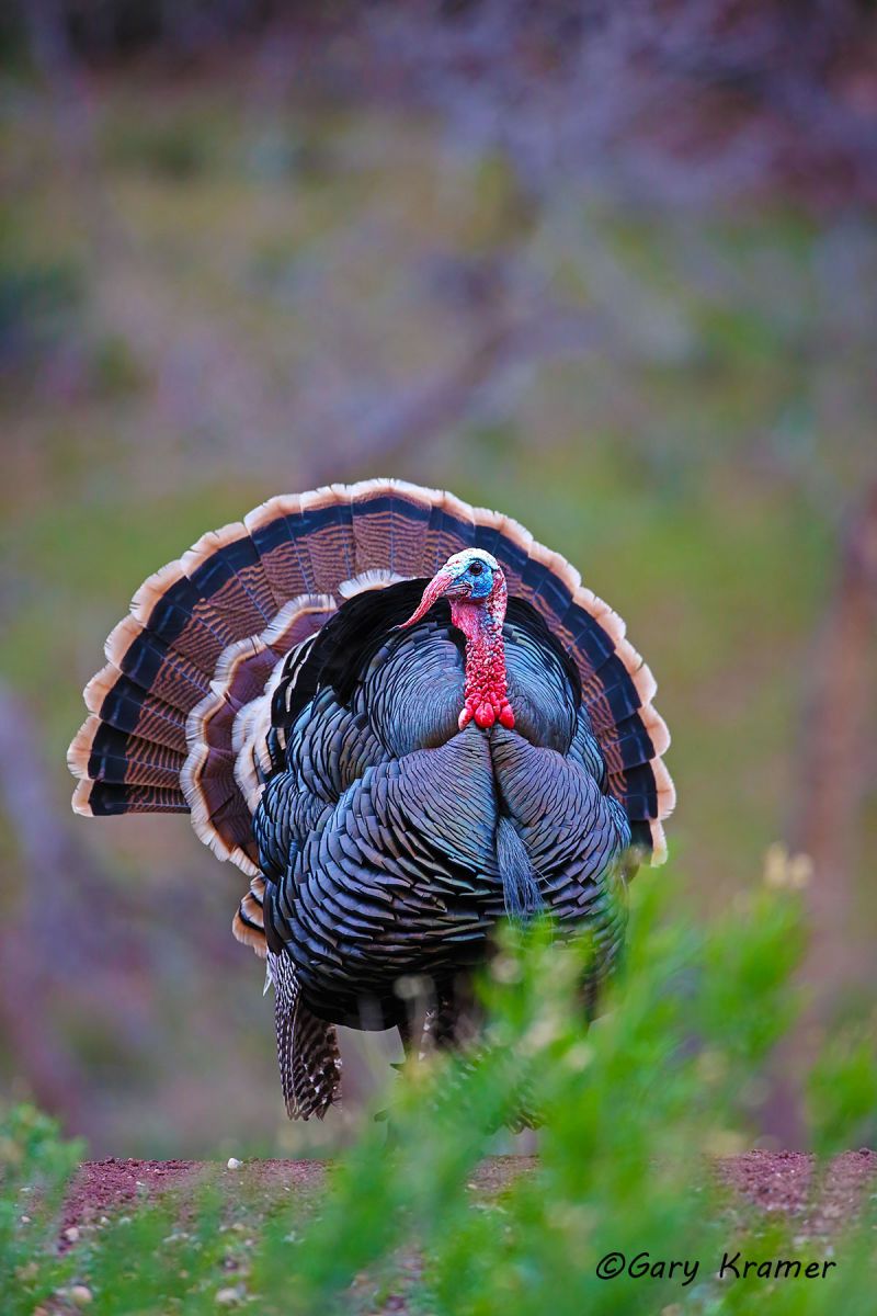 Wild Turkey (Merriam's) (Meleagris gallopavo merriami) by GaryKramer.net, 530-934-3873, gkramer@cwo.com Wild Turkey (Merriam's) (Meleagris gallopavo merriami) - NBGTm#106d