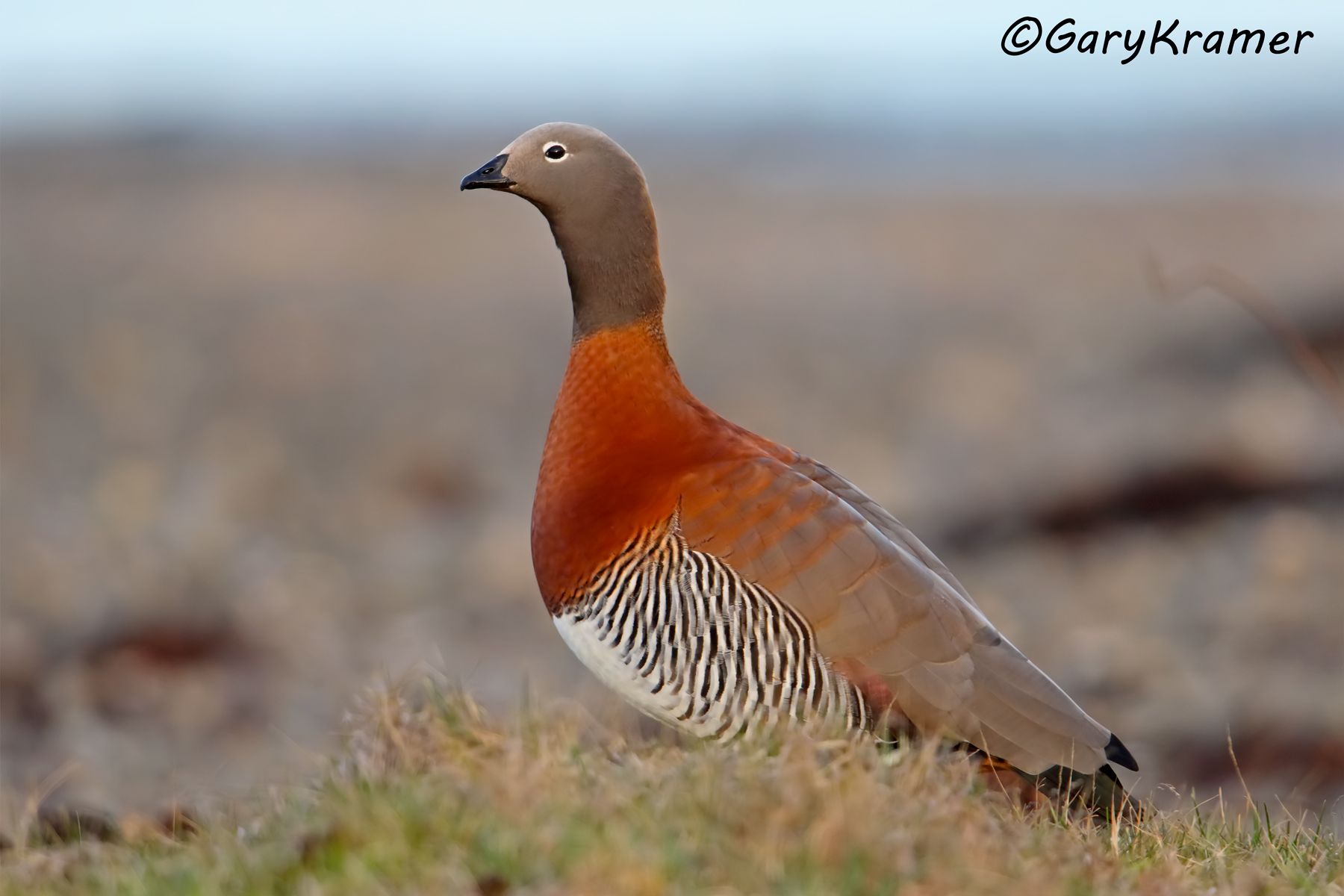 Ashy-headed Goose (Chloephaga poliocephala) - SBWGa#132d (Chile)