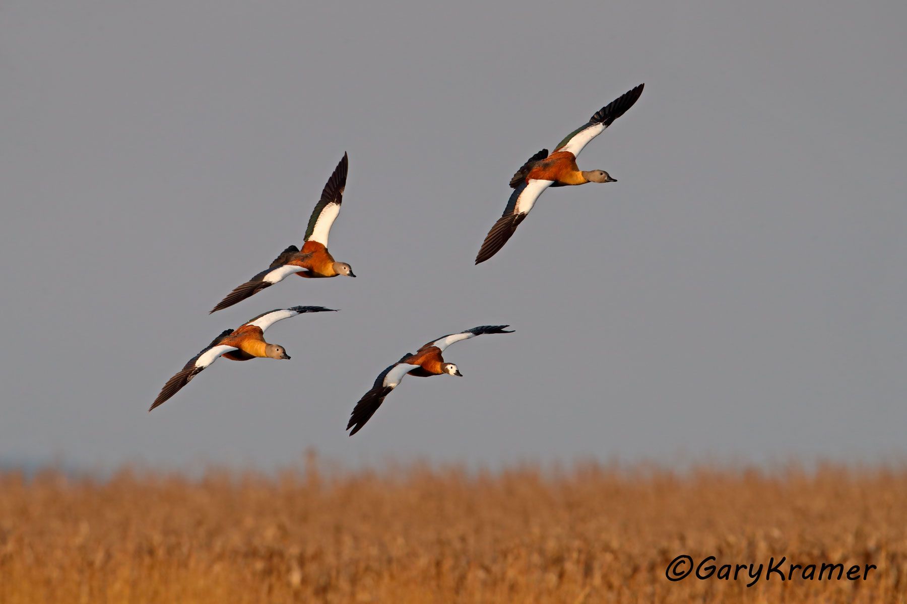 South African Shelduck (Tadorna cana) South African  Shelduck (Tadorna cana) - ABWSc#040d (South Africa)