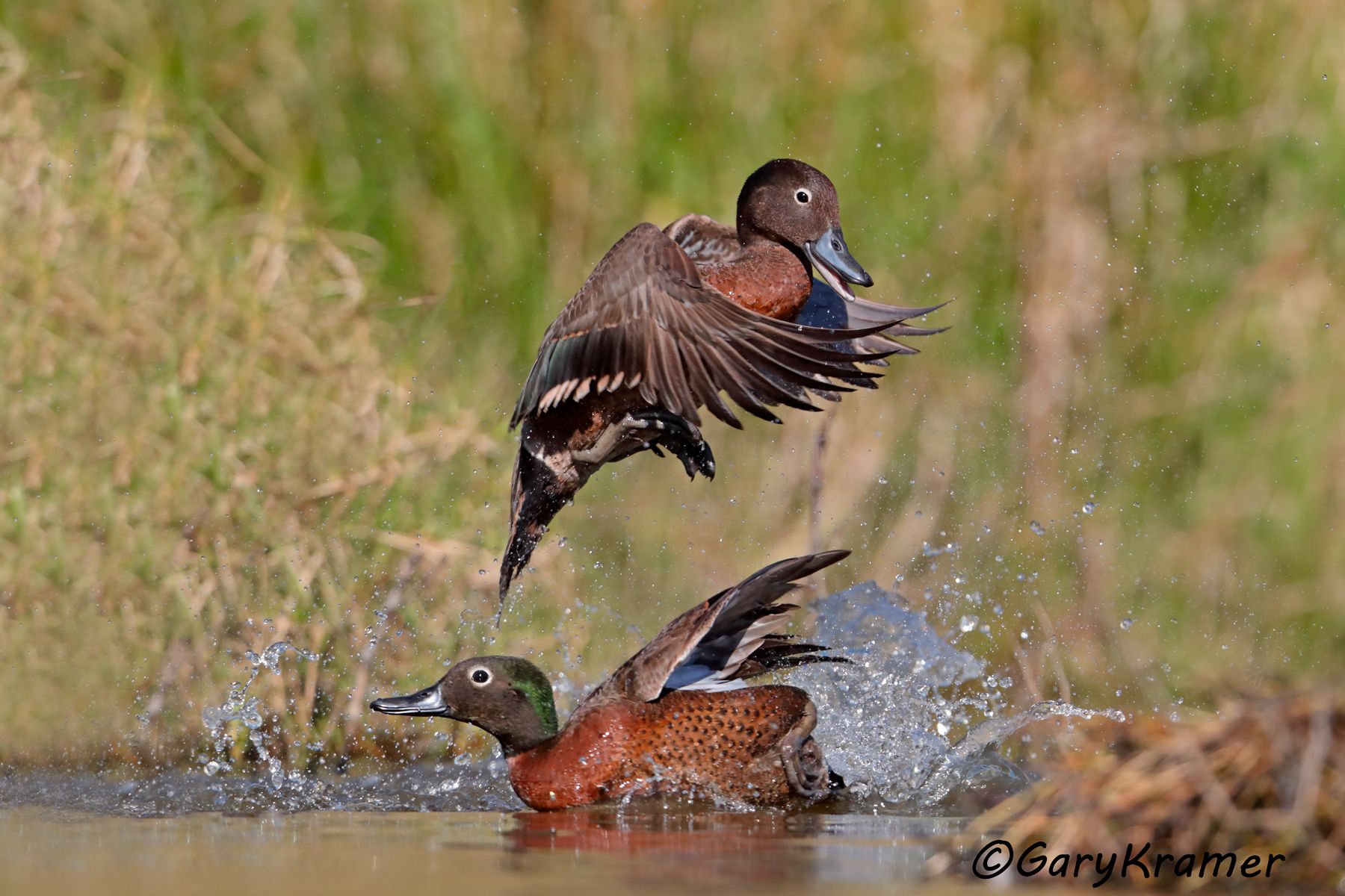 Brown Teal (Anas chlorotis) Brown Teal (Anas chlorotis) - OBWTb#259d