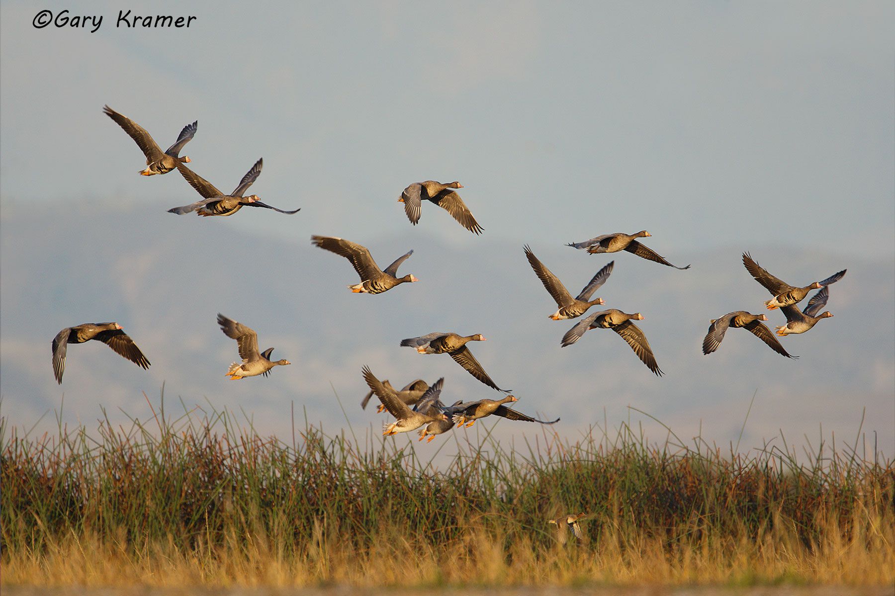 White-fronted Goose (Anser albifrons) - NBWWf#549d