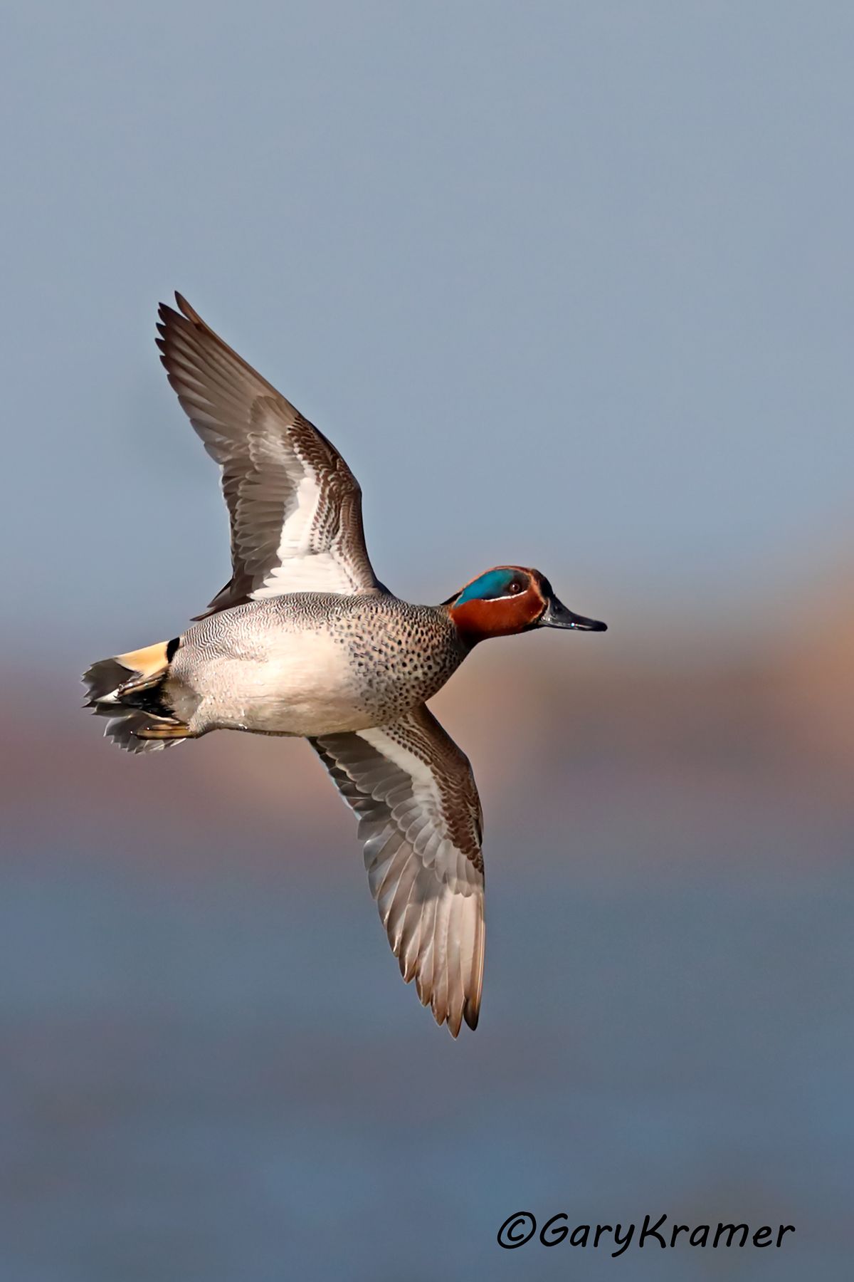Common (Eurasian) Teal Common (Eurasian) Teal - EBWTgc#082d(2)