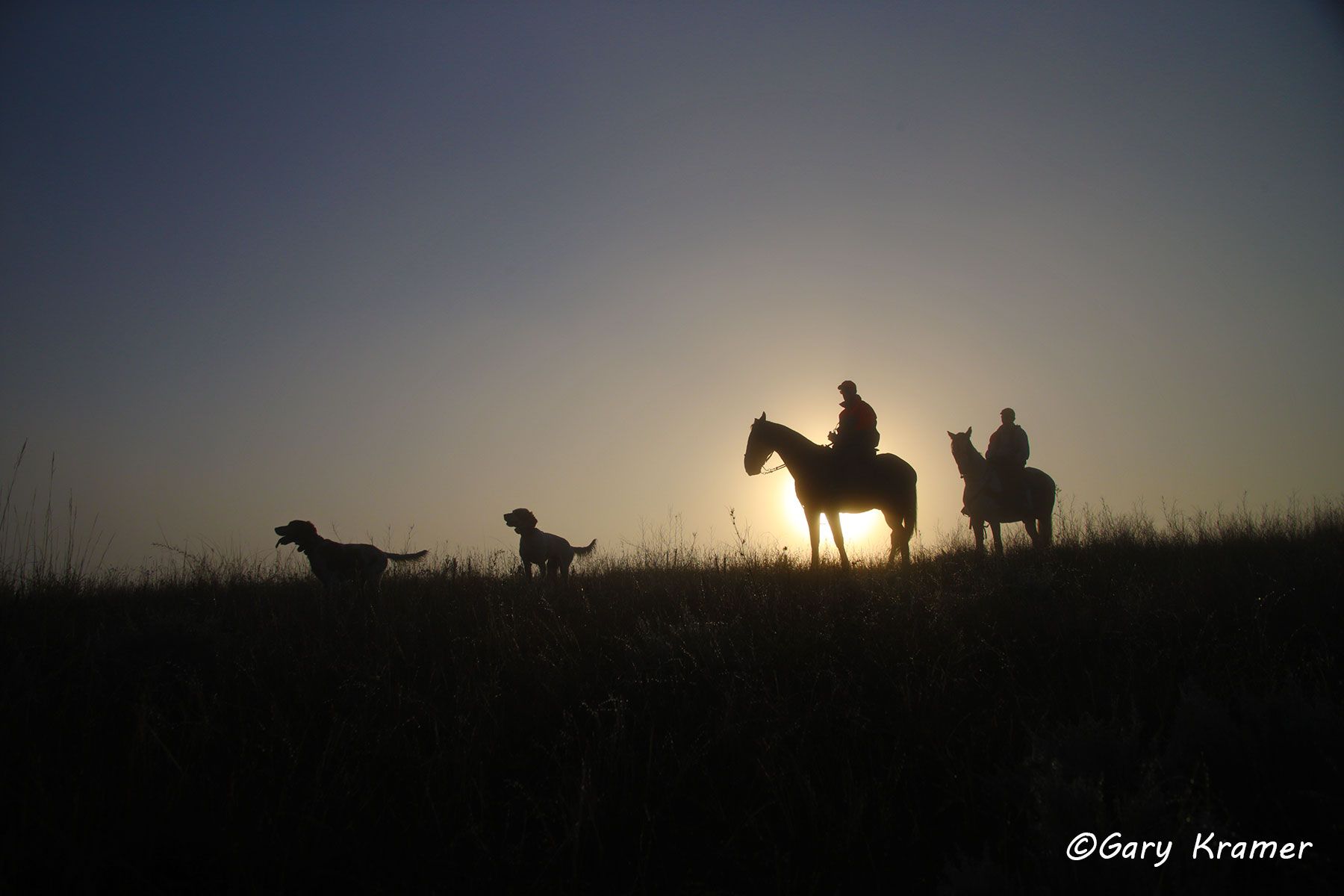 Bird hunter(s) on horseback & English Setter(s) at sunrise/sunset Bird hunter(s) on horseback & English Setter(s) at sunrise/sunset - NHUhsx#021d