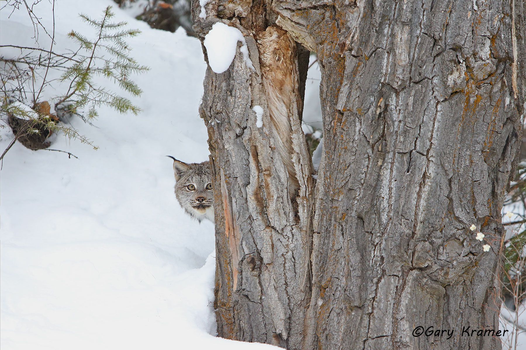 Lynx (Lynx canadensis) by GaryKramer.net, 530-934-3873, gkramer@cwo.com Lynx (Lynx canadensis) - NMCL#470d
