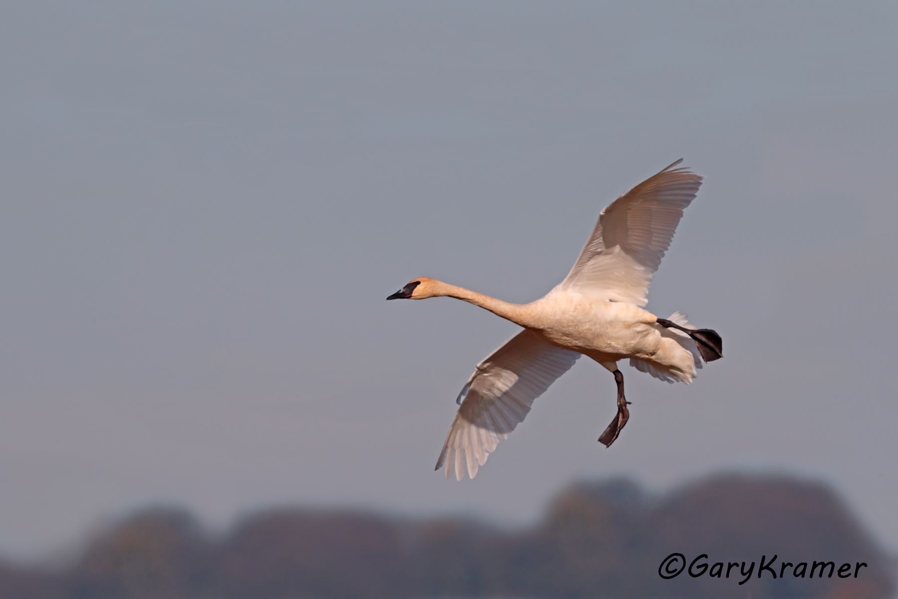 Trumpter Swan (Cygnus buccinator)  Trumpter Swan (Cygnus buccinator) - NBWSt#310d