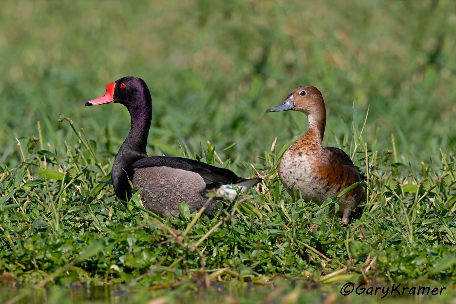 Rosy-billed Pochard (Netta paposaca) - SBWP#1432d(2) (Brazil)