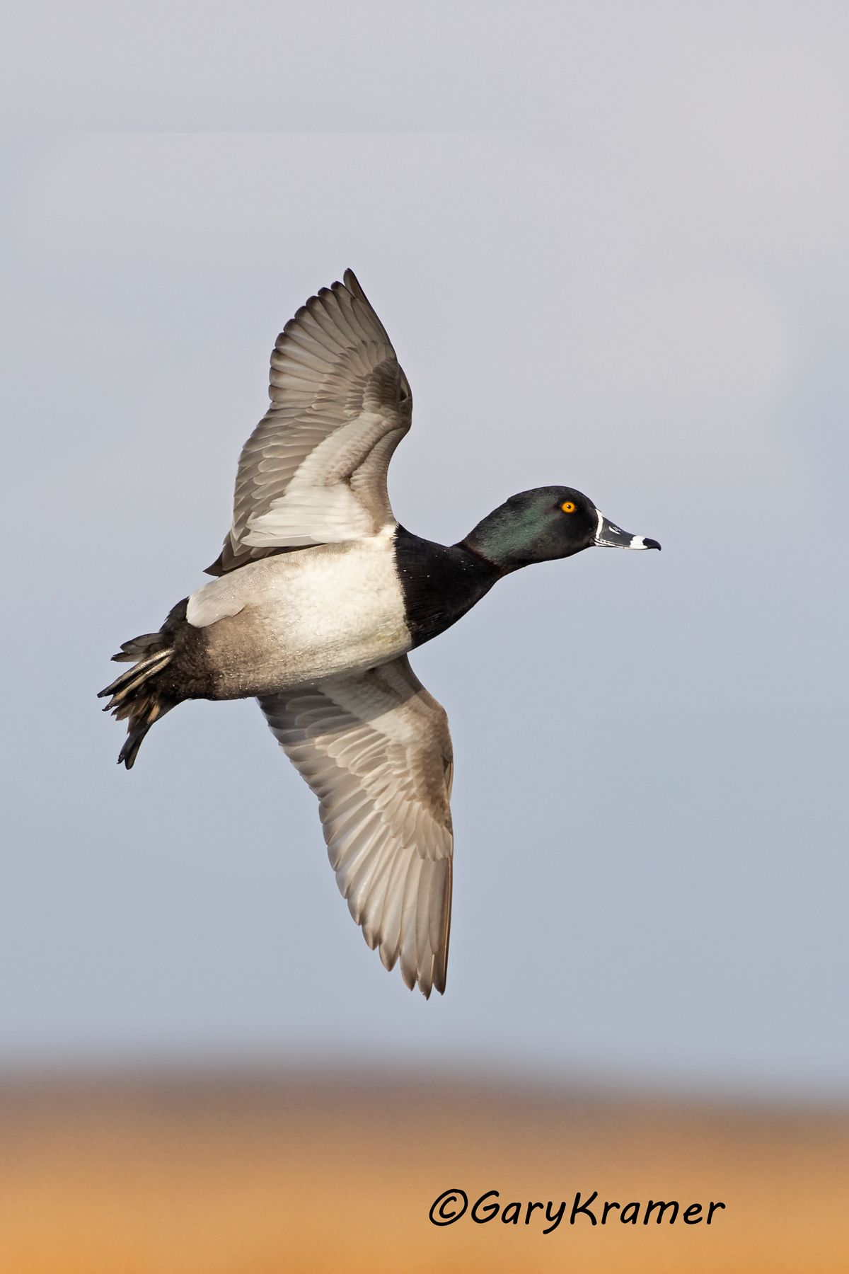 Ring-necked Duck (Aythya collaris) Ring-necked Duck (Aythya collaris) - NBWRn#1060d(2)