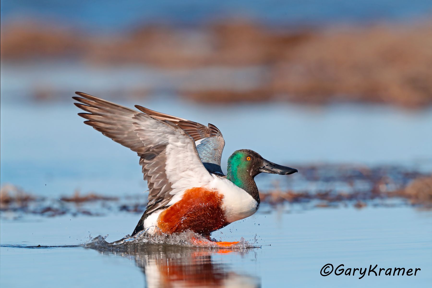 Northern Shoveler (Spatula clypeata) Northern Shoveler (Spatula clypeata) - NBWS#1611d