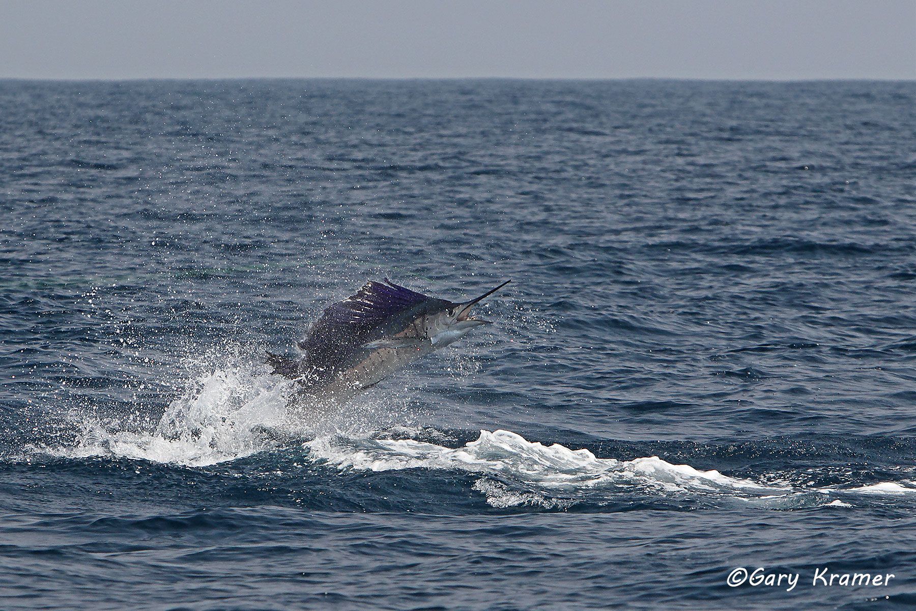 Jumping Sailfish,  Guatemala - NFSj#024d