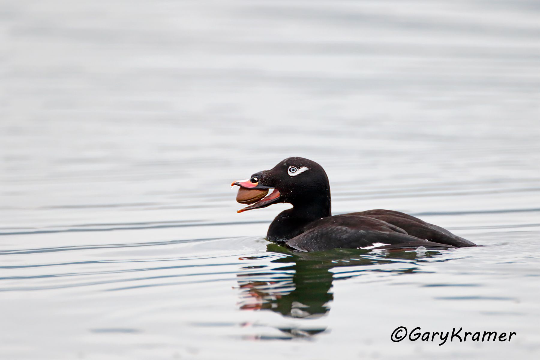 White-winged Surf Scoter (Melanitta fusca) - NBWSw#161d