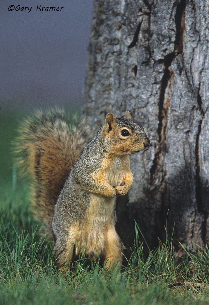 Eastern Fox Squirrel (Sciurus niger) by GaryKramer.net, 530-934-3873, gkramer@cwo.com - Published:  Texas Parks & Wildlife Sep 2008 Eastern Fox Squirrel (Sciurus niger) - NMOSf#003
