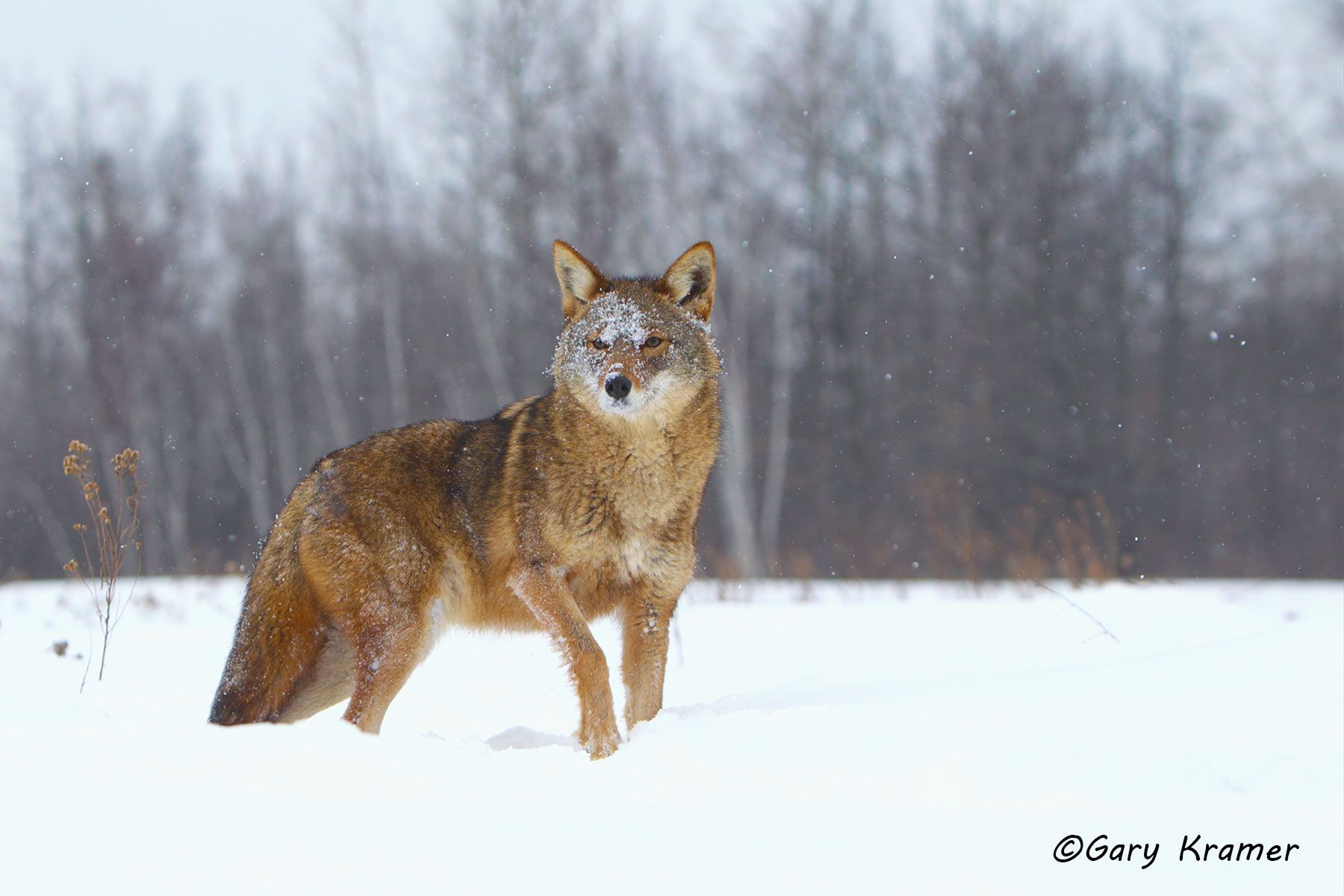 Coyote (Canis latrans) - NMC#814d