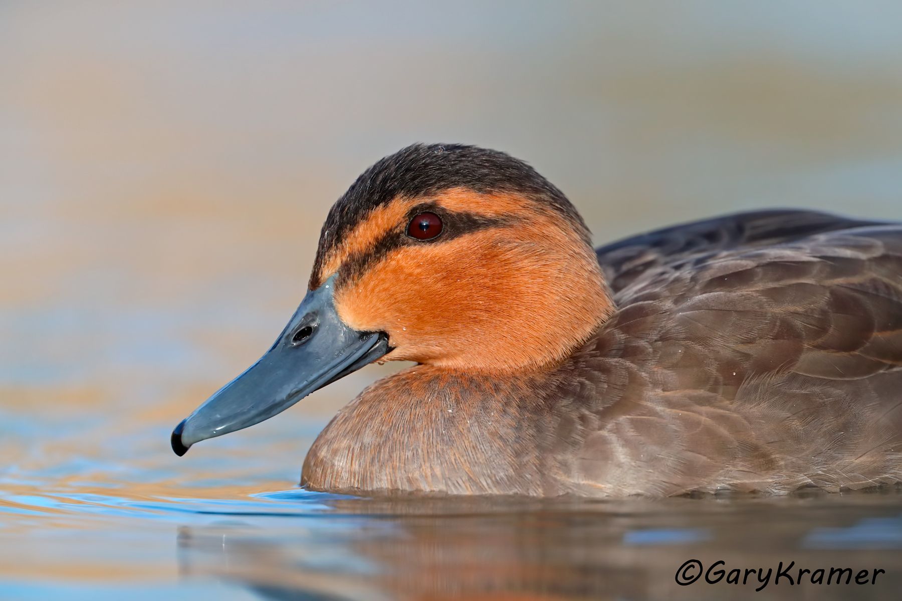 Philippine Duck (Anas luzonica)  Philippine Duck (Anas luzonica) PBWP#053d