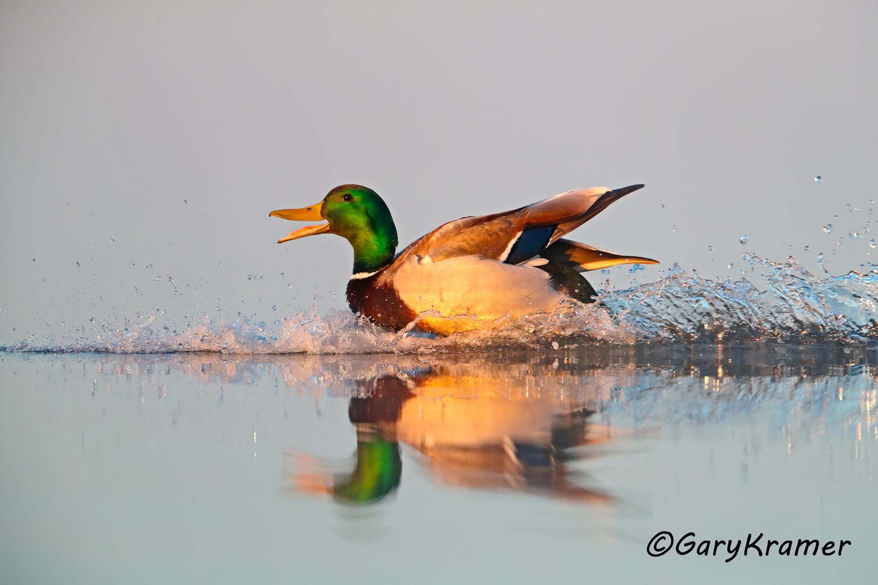 Mallard (Anas platyrhynchos) Mallard (Anas platyrhynchos) - NBWM#4073d