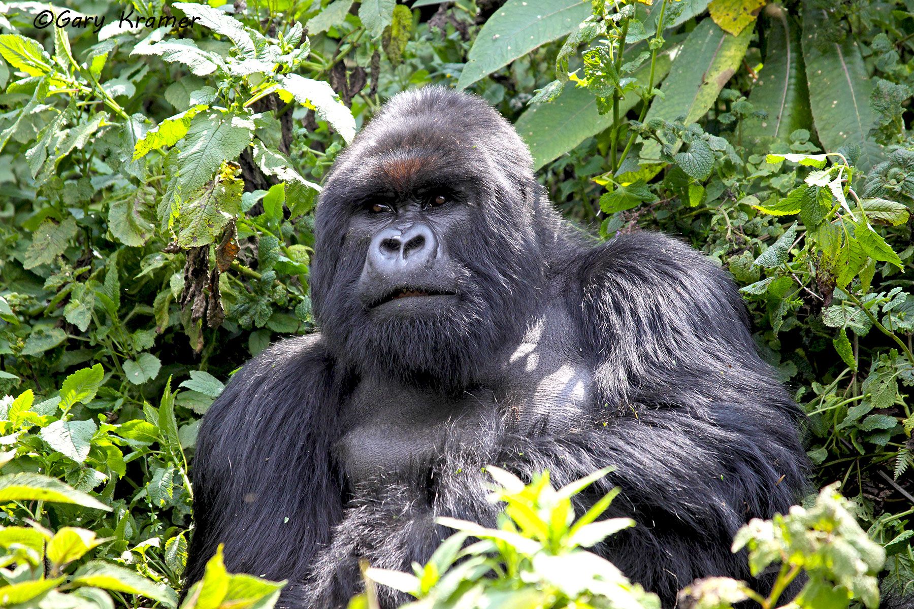Mountain Gorilla (Gorilla gorilla beringei) - AMGg#117d